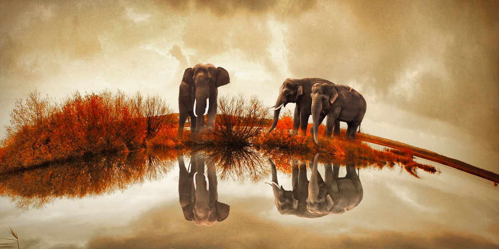 Elephants near drinking source with reflection