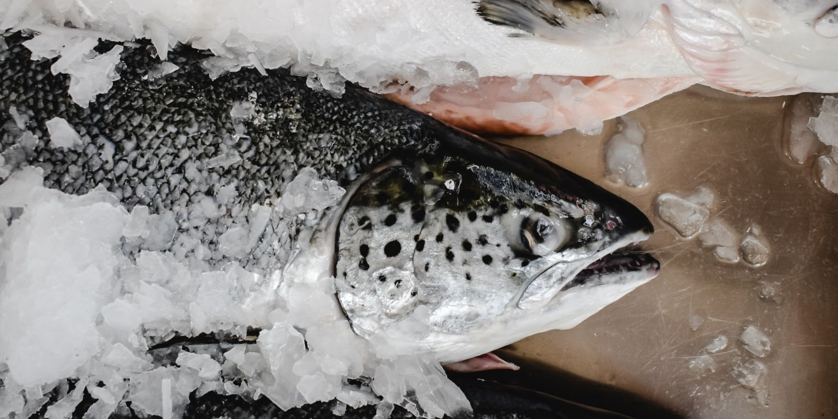 fresh salmon on ice
