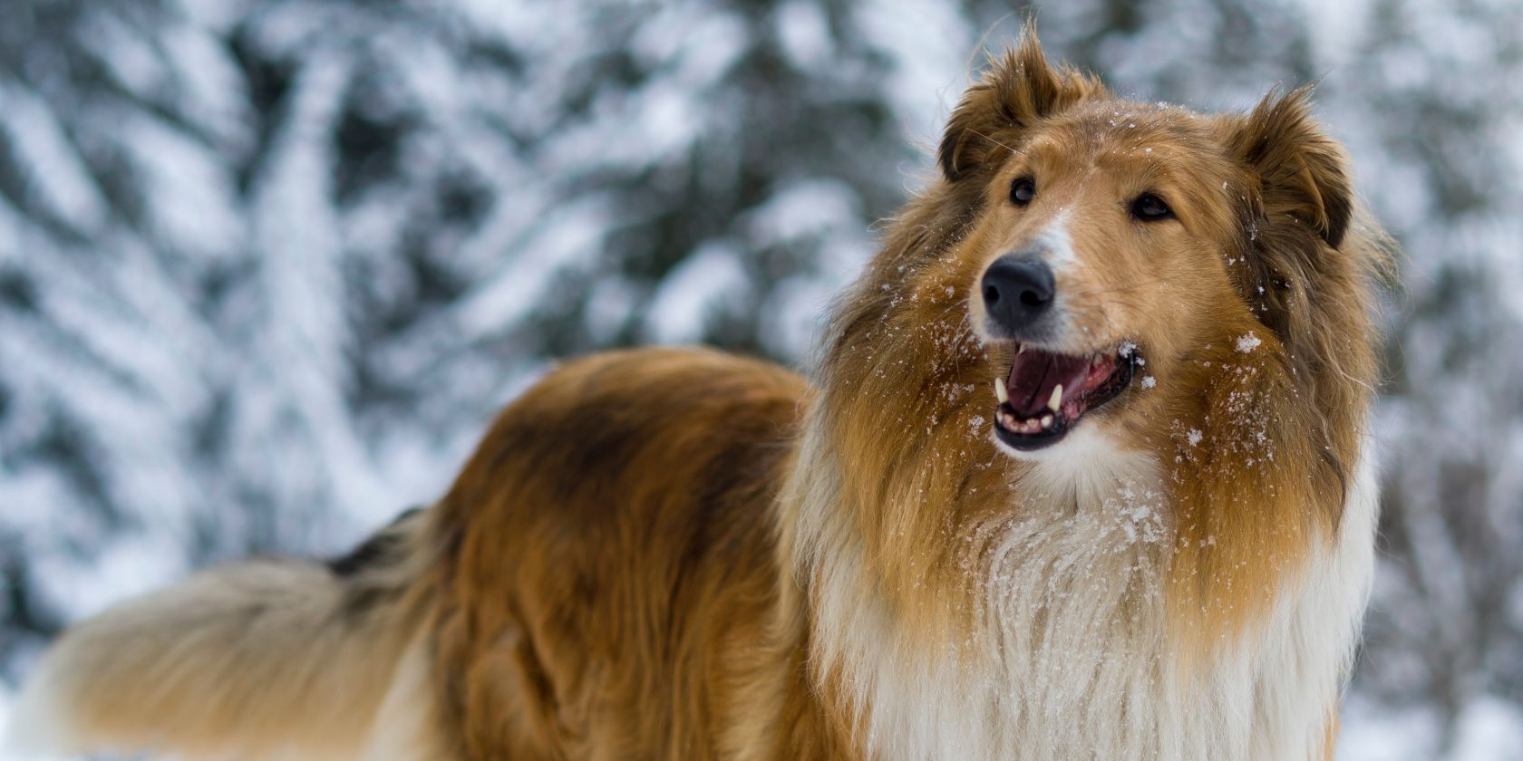 rough collie in snow