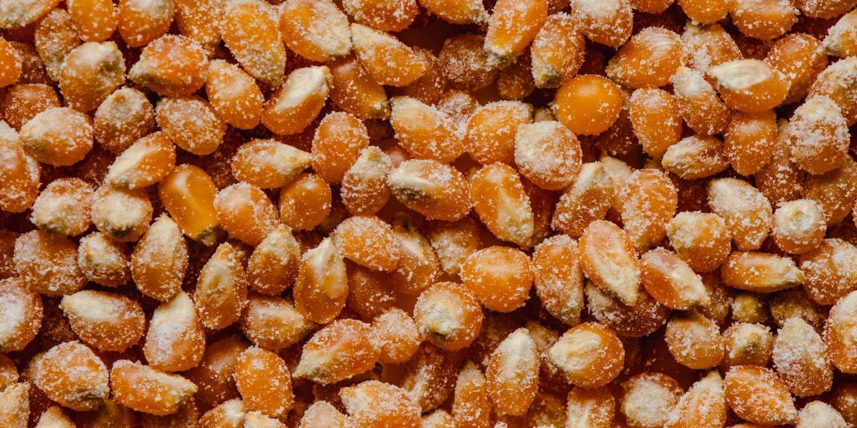 salted popcorn kernels