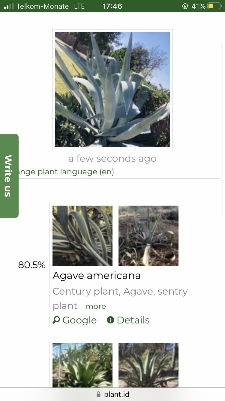 Plant search results on Plant.id