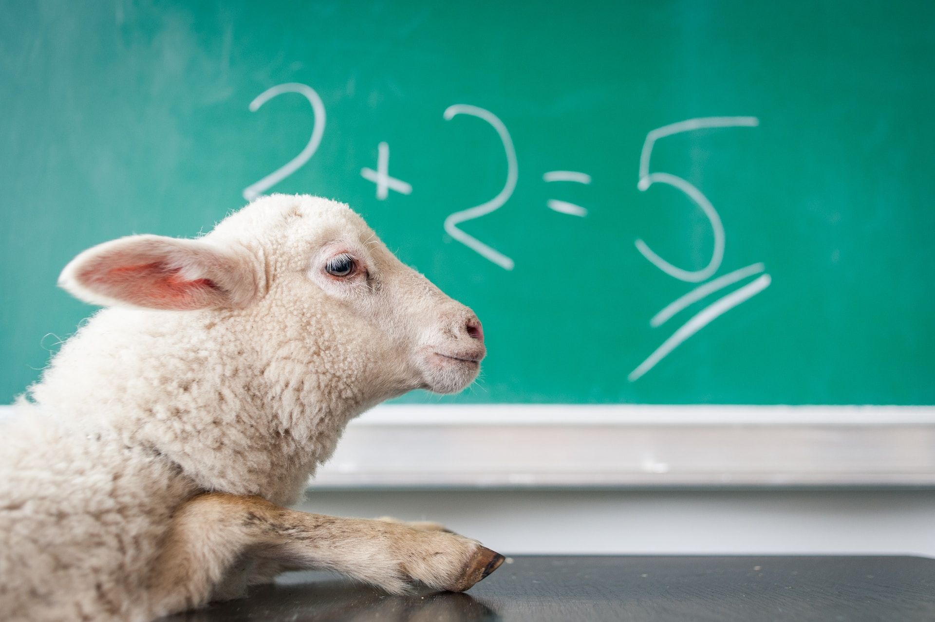 A sheep in front of a blackboard with a wrong math equation displayed