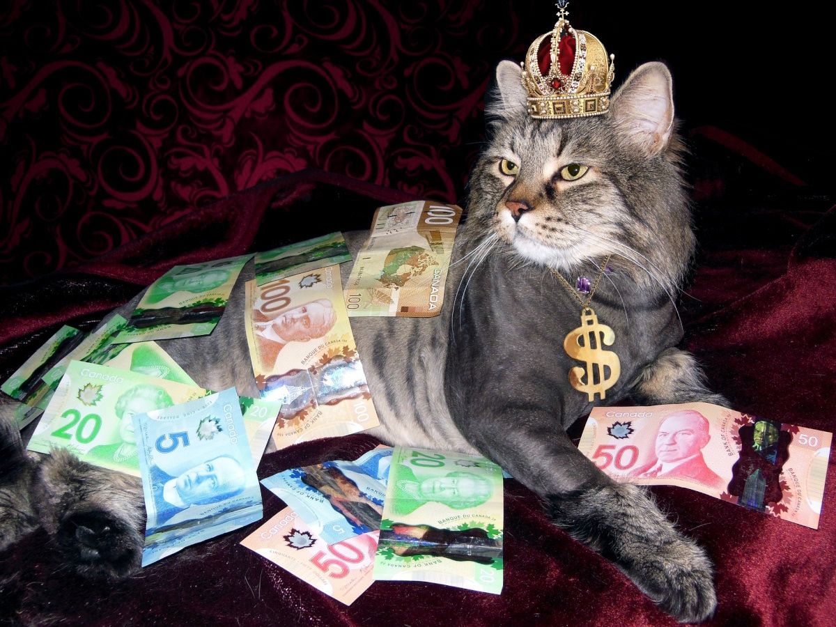Một con mèo đội vương miện phủ đầy tiền