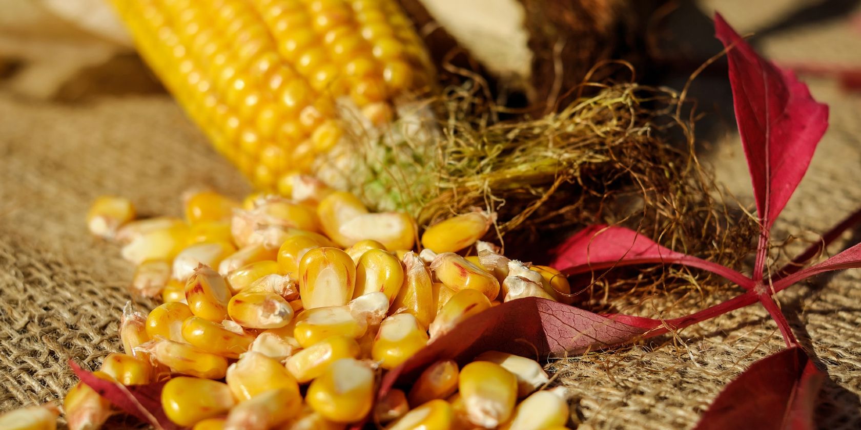 Corn kernels and corn on the cob