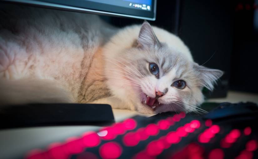 Cat Smacking Computer Meet the Most (In)Famous Hacking Groups Active Today