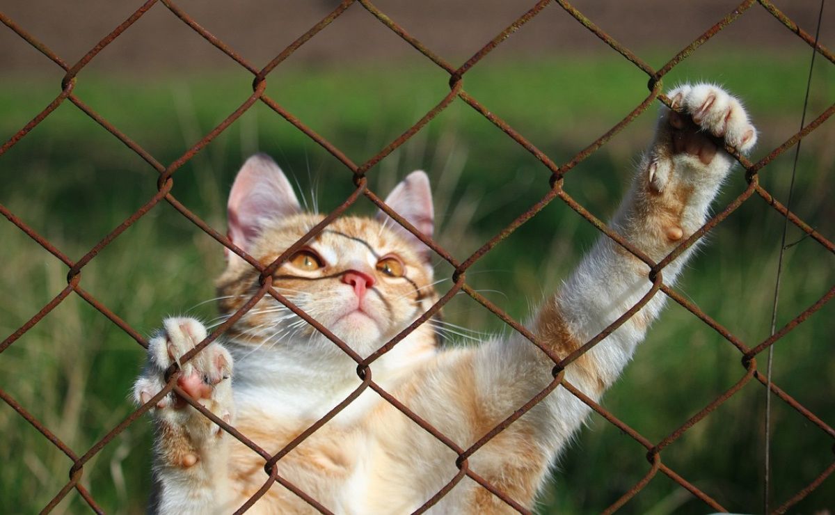 A yellow cat behind a wire fence