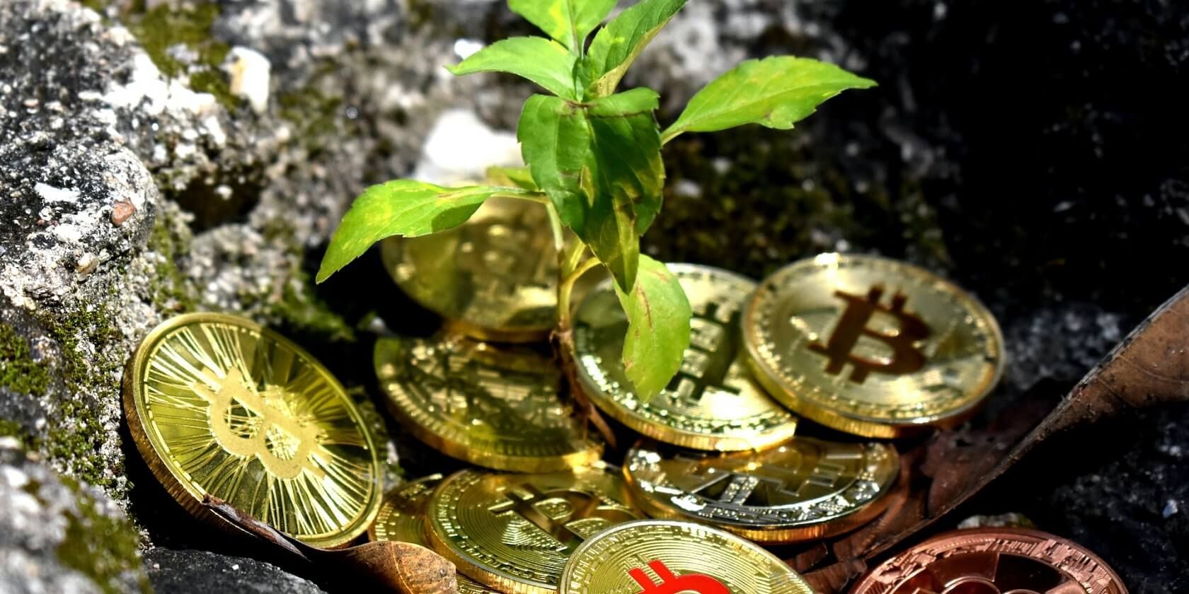 Young plant growing from ground covered with cryptocurrencies
