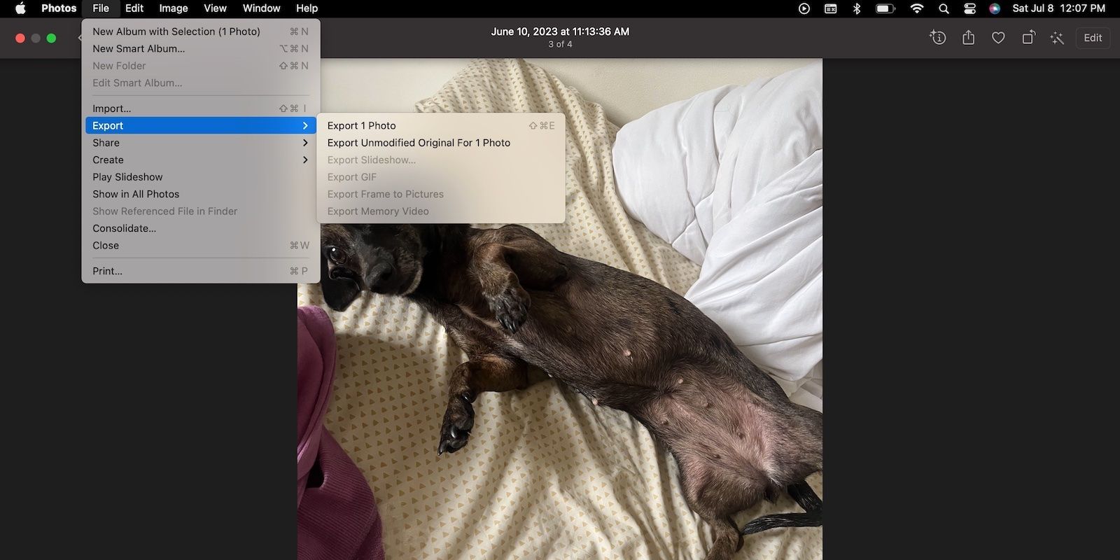 Exporting a Dog Live Photo as a Video on a Mac