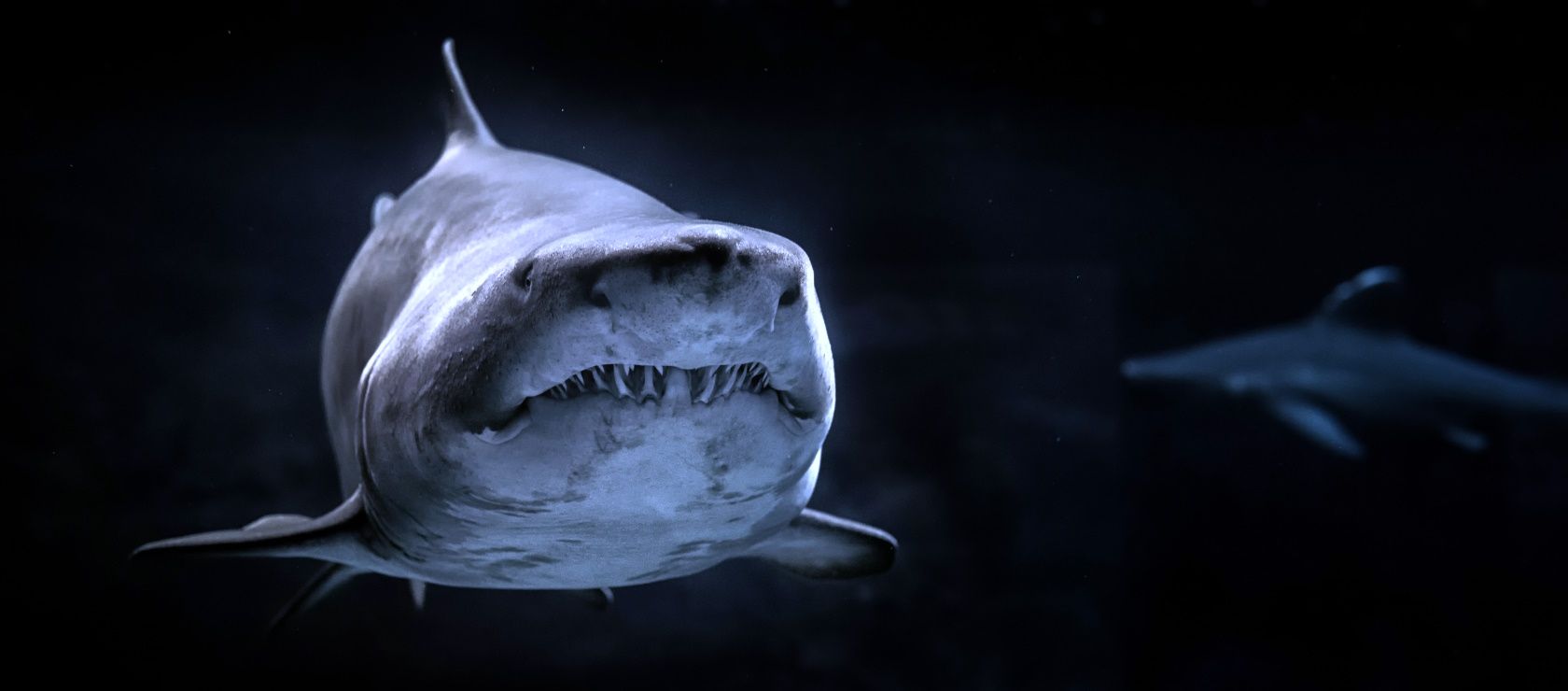 Why Sharks Are Serious Cybersecurity Risks (Yes, Sharks)