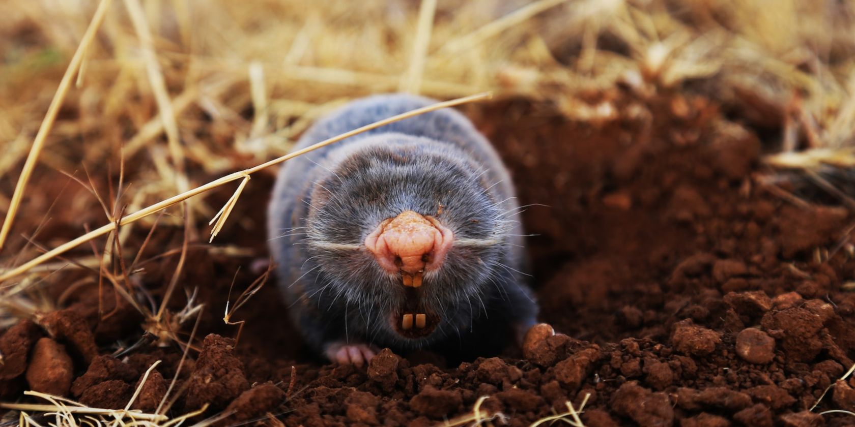 a mole emerging from its hole