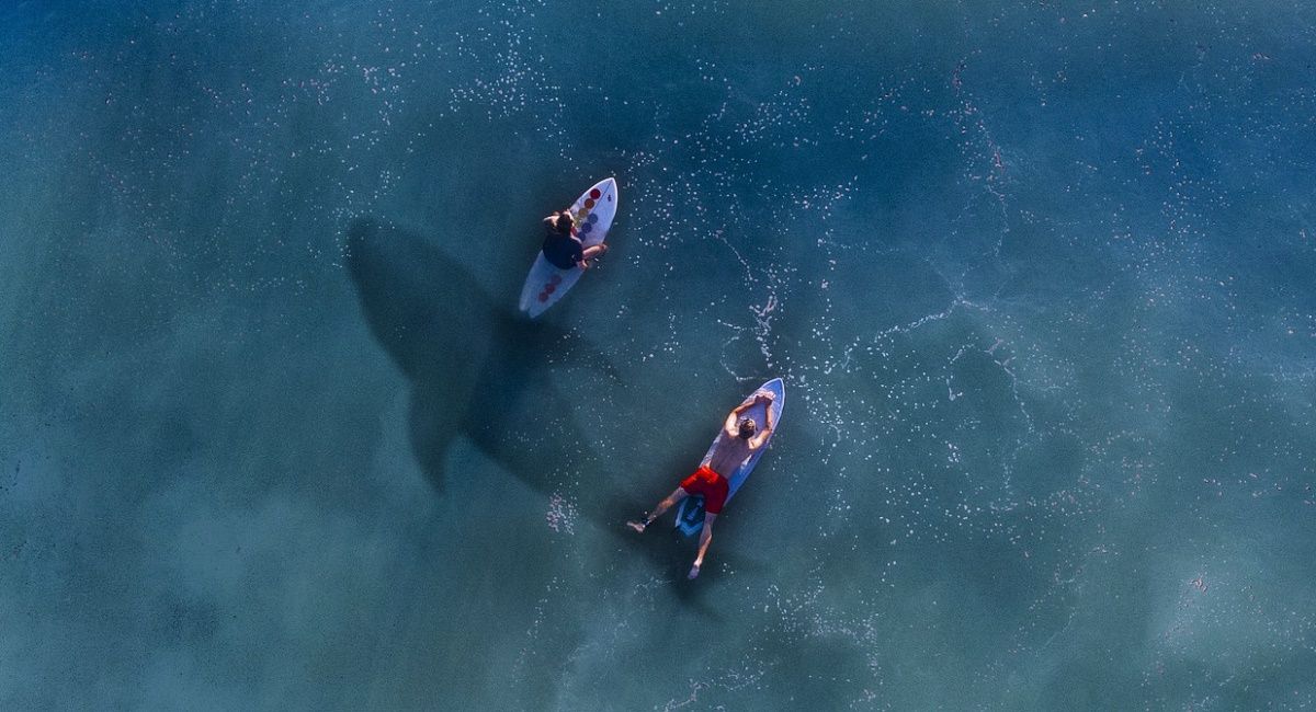 a shadowy shark lurking beneath a couple of surfers