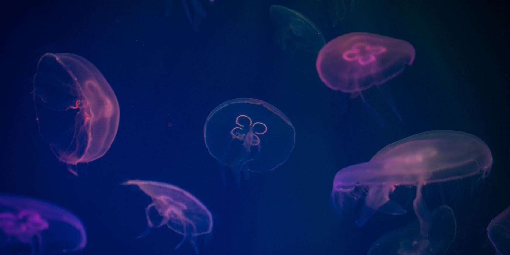 a swarm of jellyfish
