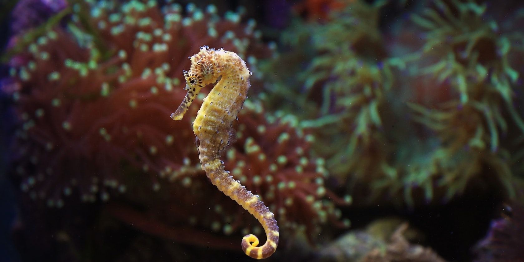 Close Up Photo of a Seahorse