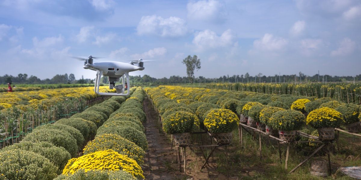 Drone pairando sobre plantas em uma fazenda