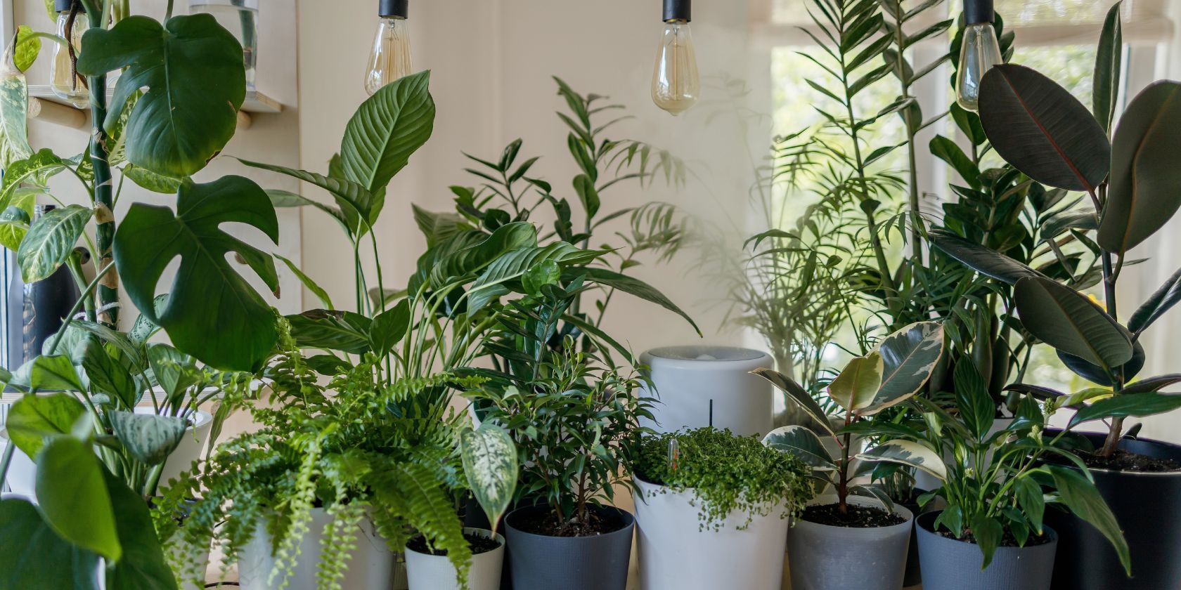 range of potted plants indoors 