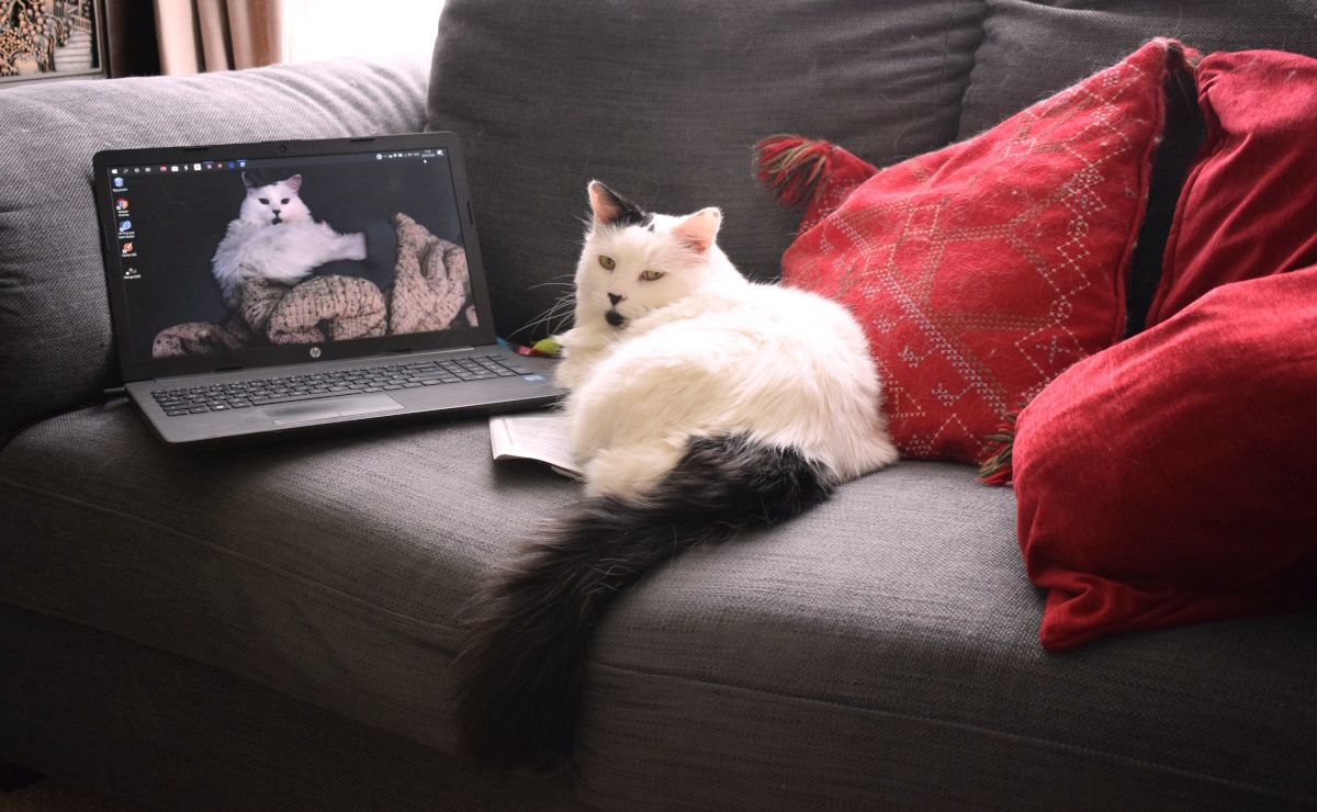 gato olhando para uma foto sua no laptop