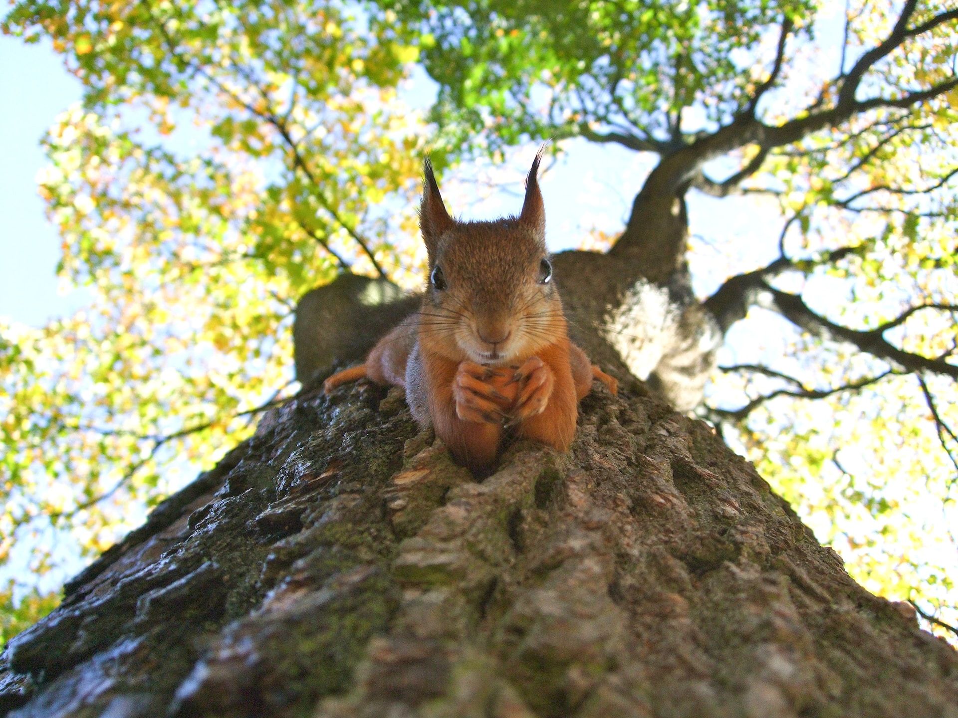 red squirrel looking directly at camera