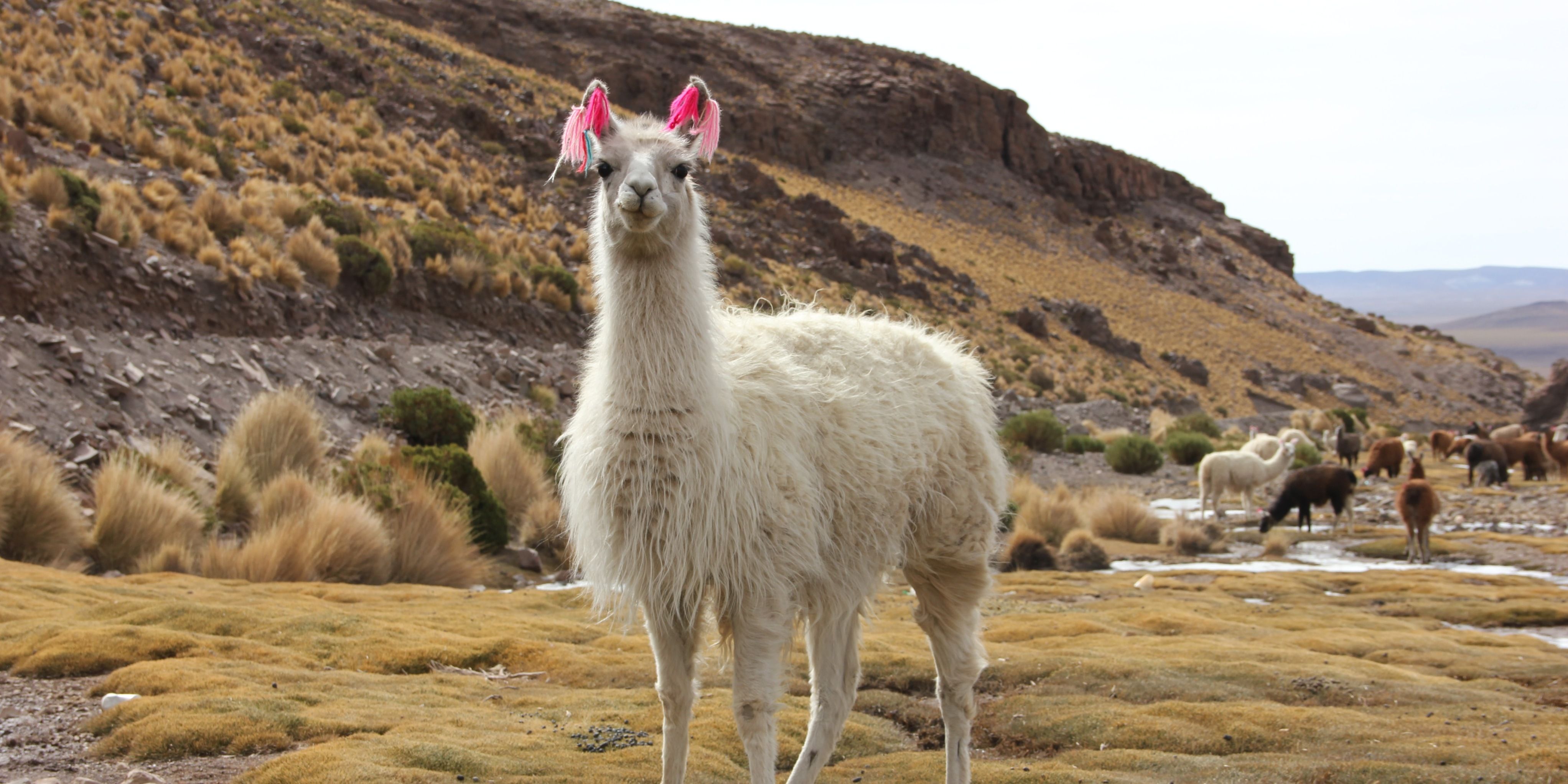 Beautiful white llama