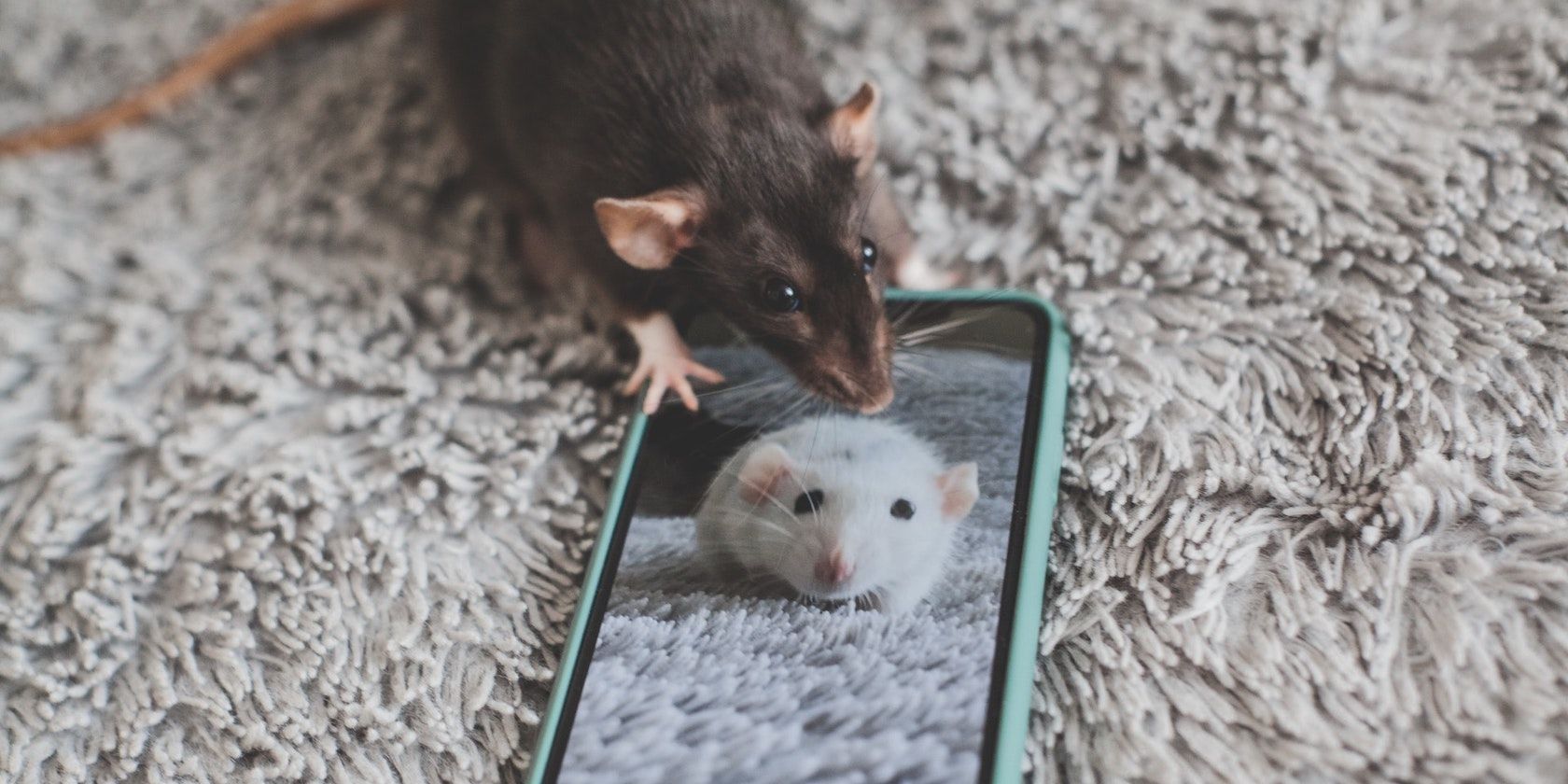 Mouse looking at a smartphone with mouse shown on screen