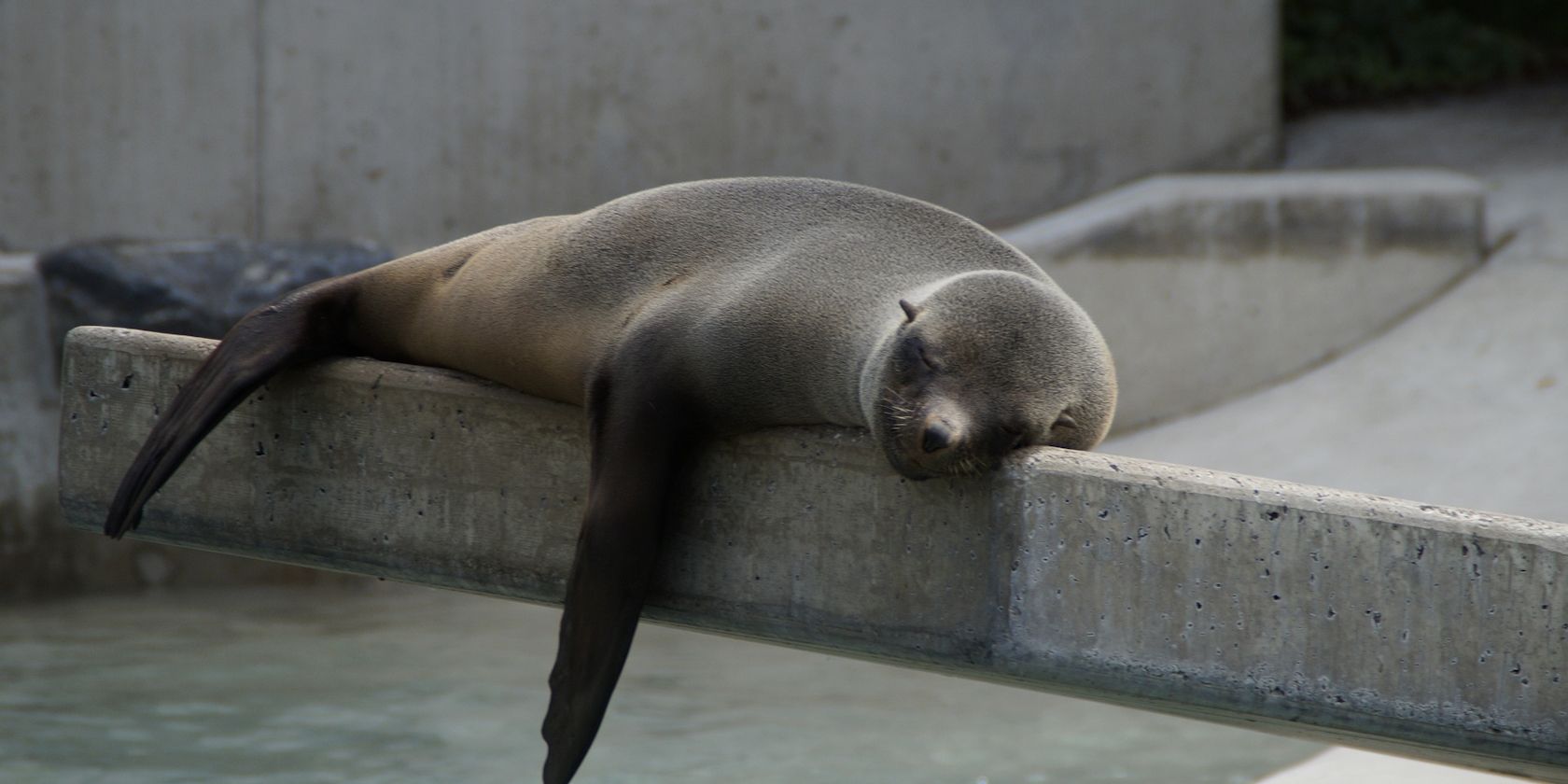 Inactive seal lying down on a slab