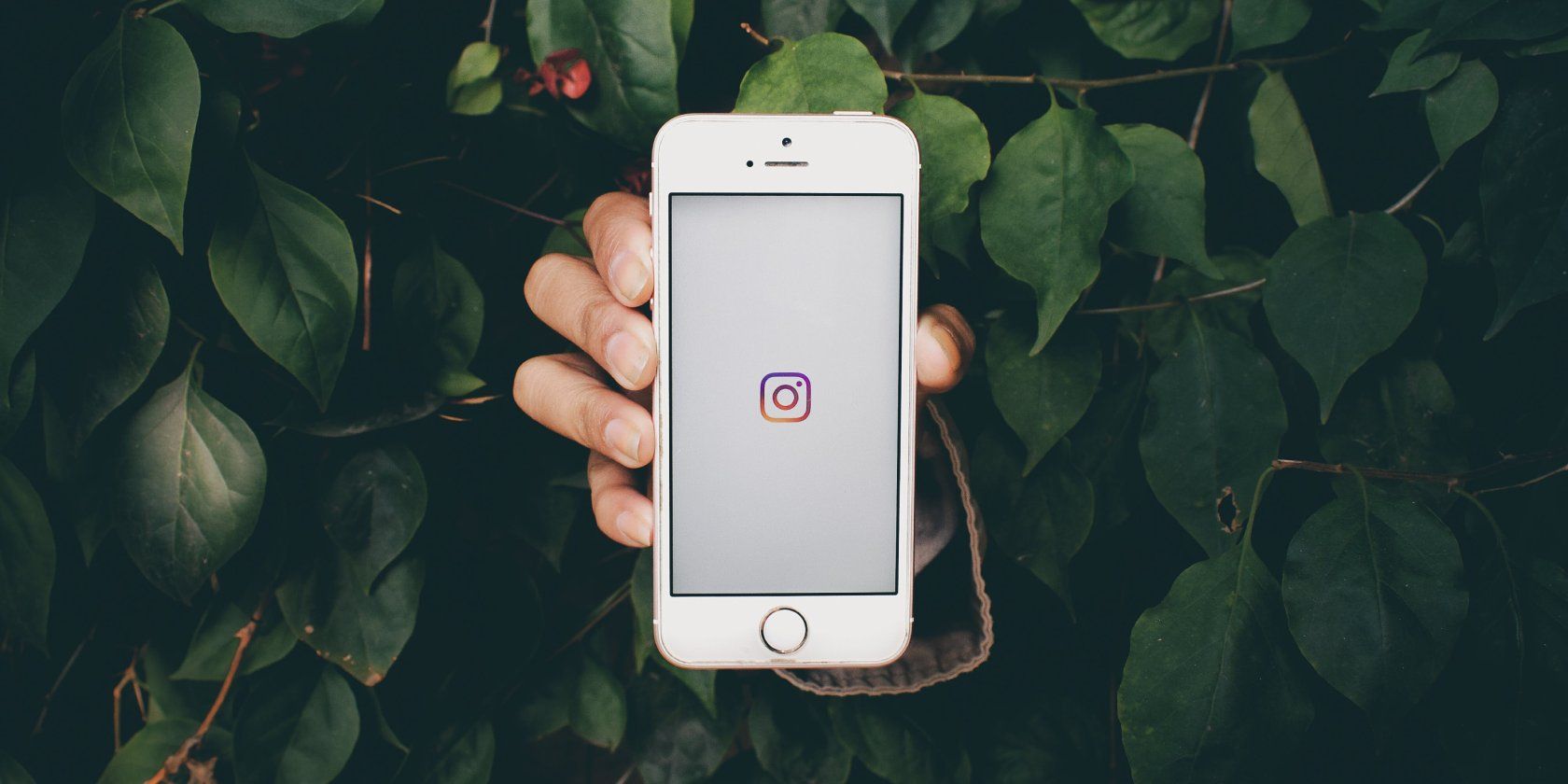 Person's arm popping out of a bush while holding a phone with the Instagram logo on it
