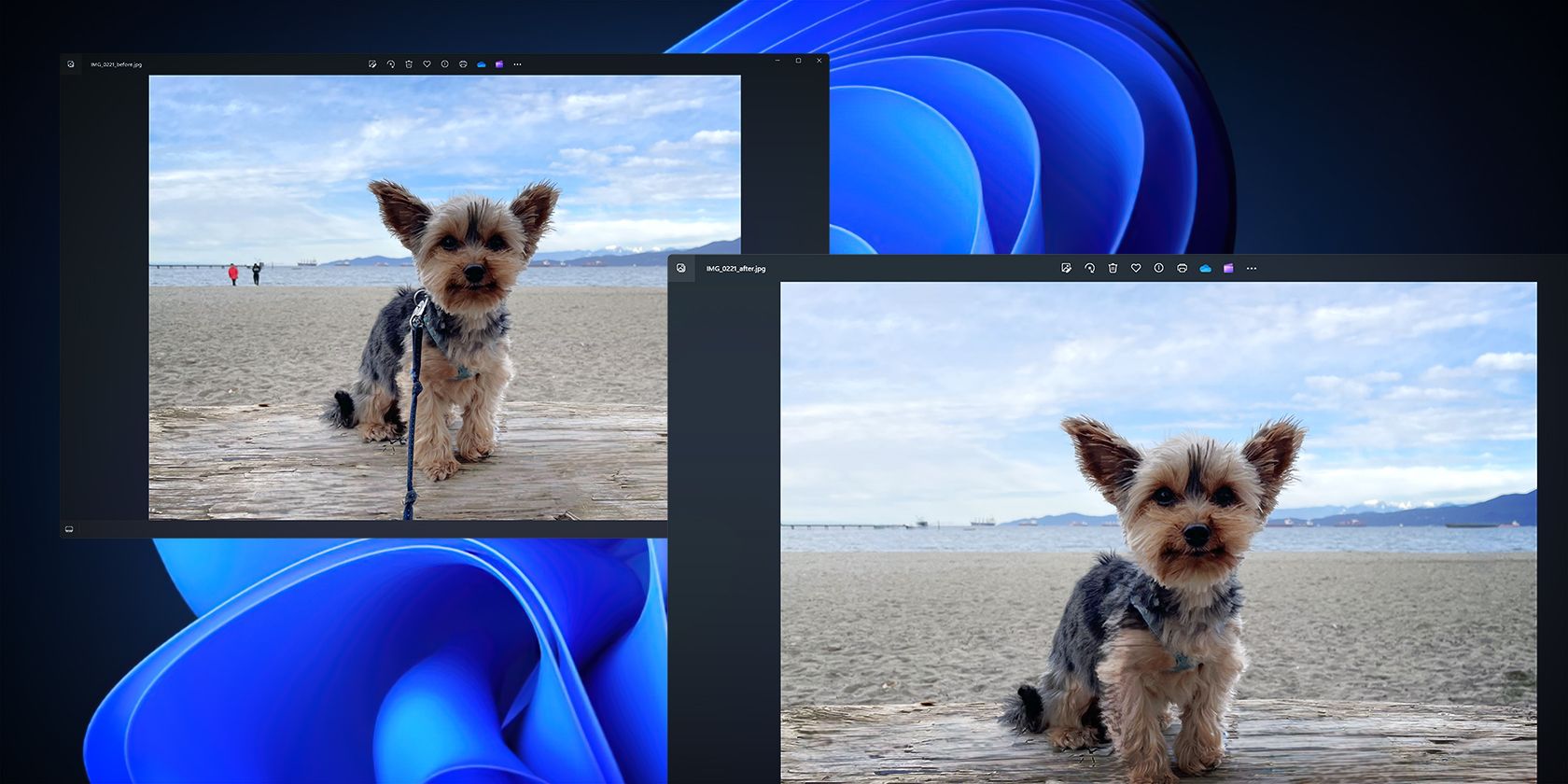A Yorkie dog pictured on a beach appears on two different image editors on a desktop with a Windows wallpaper.