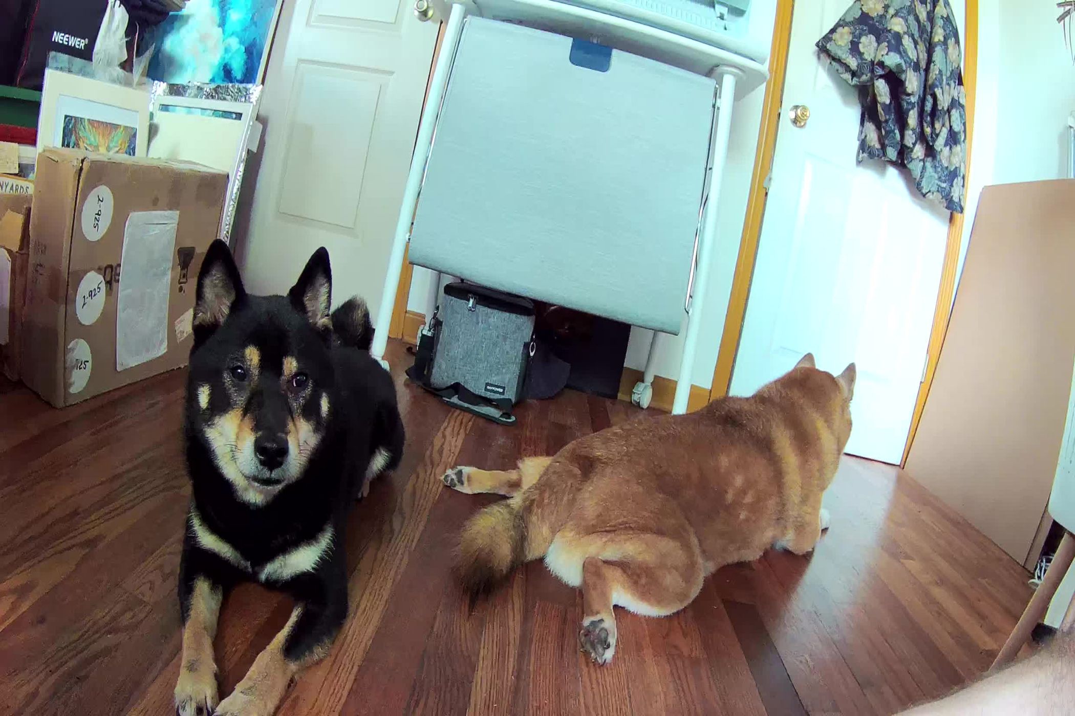Arlo Essential Indoor Camera photo sample