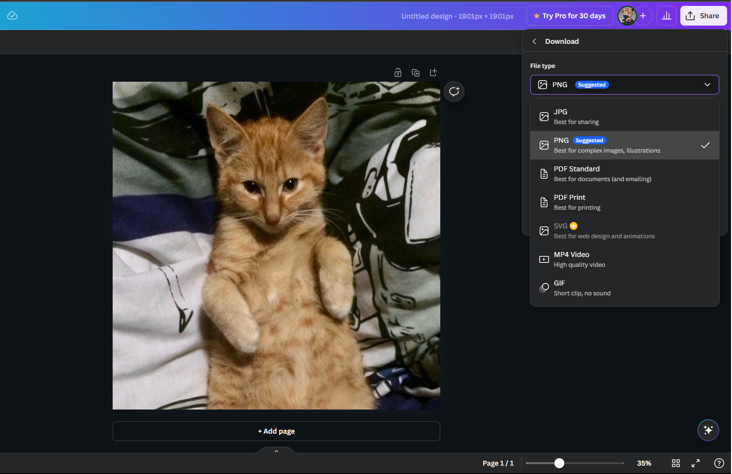 Choosing file format for Canva download, showing picture of oorange cat