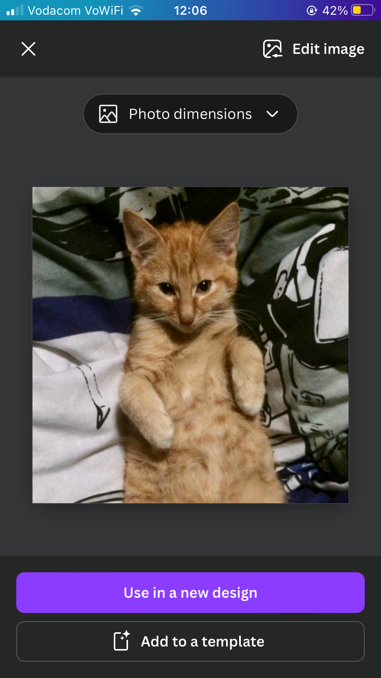 Opening orange cat photo in Canva app