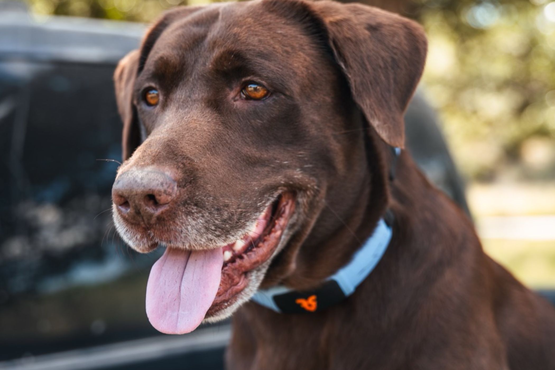 Personifi AI's Shazam Band on Rosco a chocolate lab, facing left. 