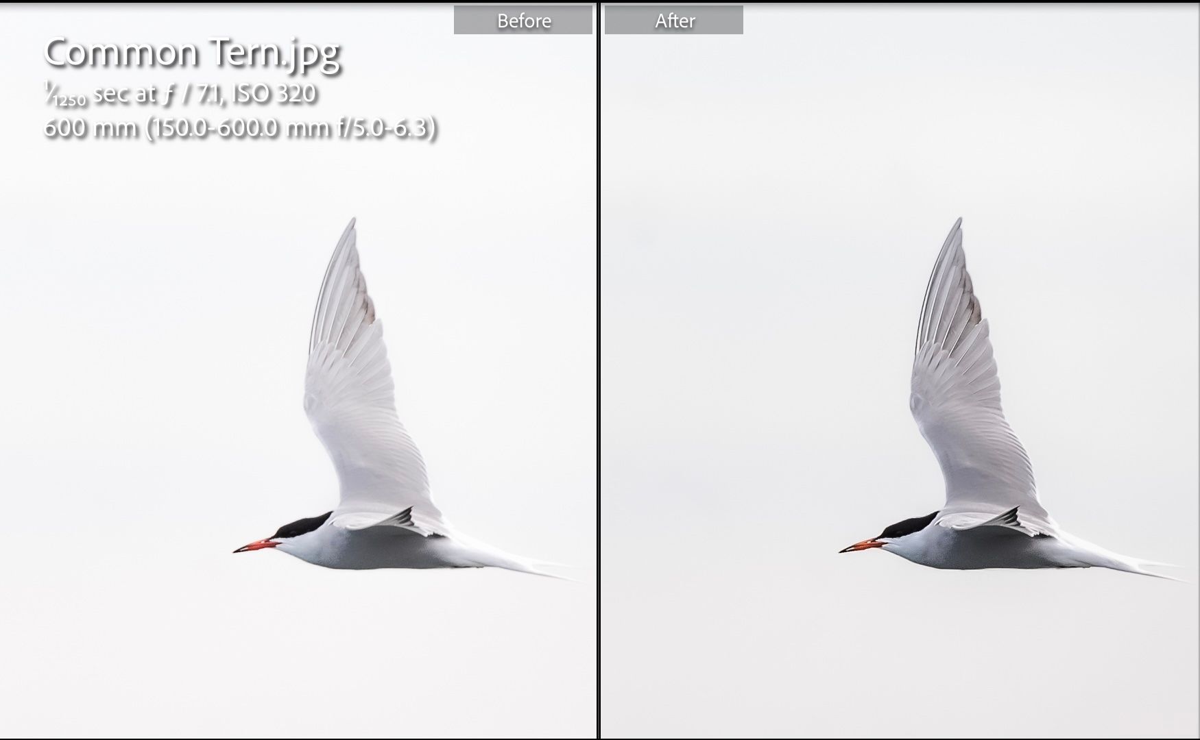 Before and after image of a bird in Lightroom