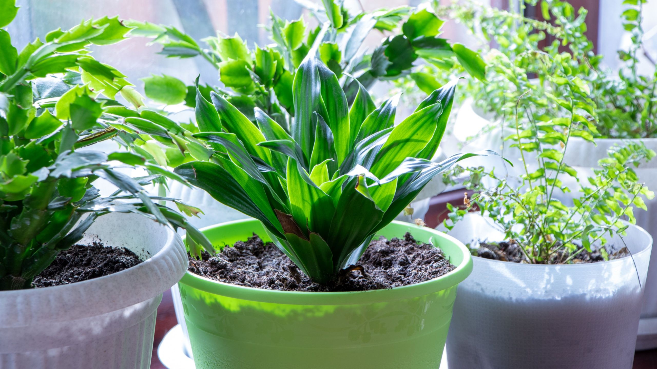 Cast Iron Plant
