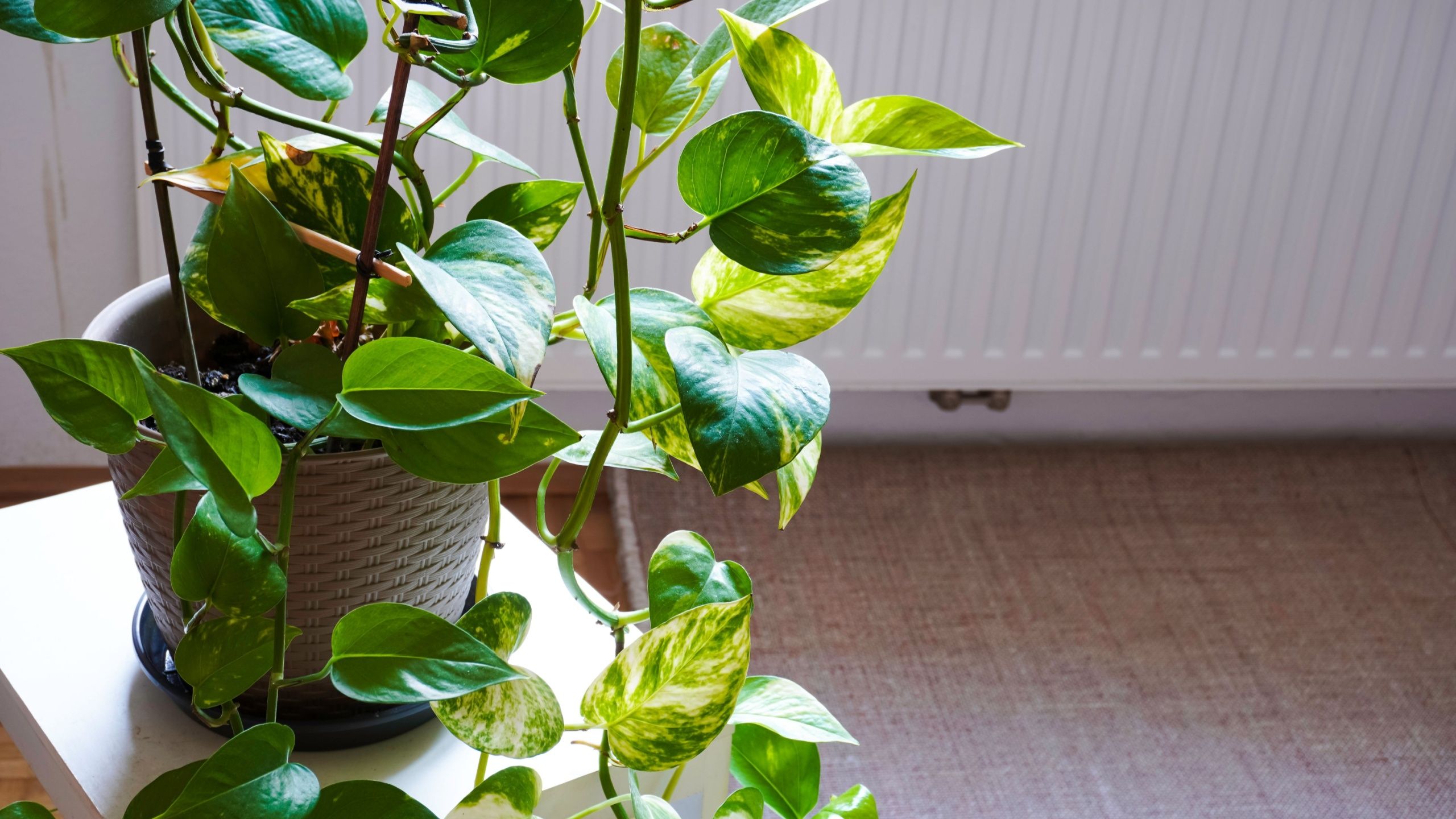 Golden Pothos Houseplant