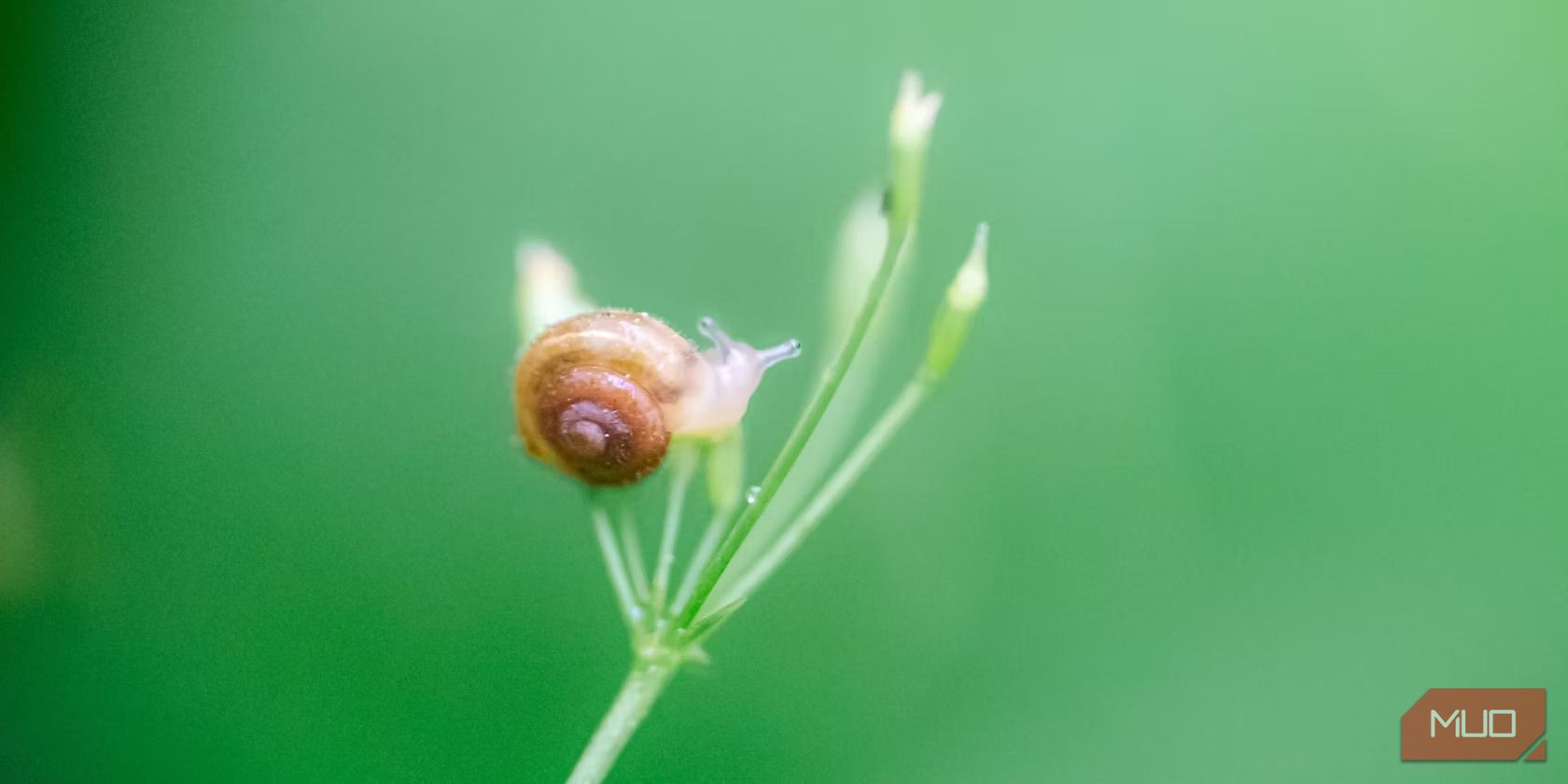 Tiny Snail on Plant