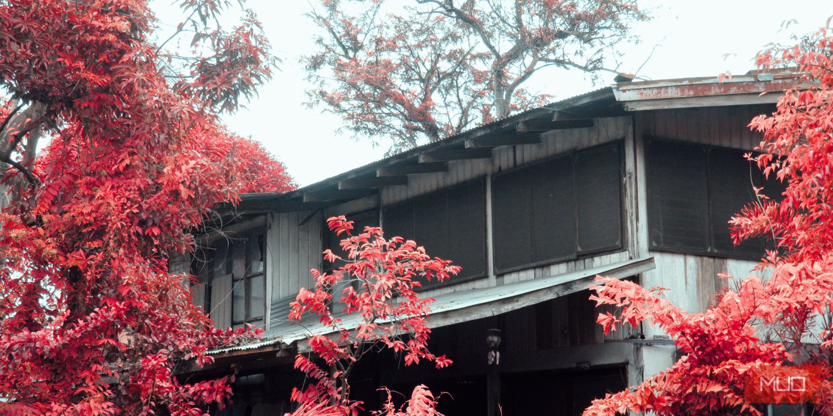 Hình ảnh ngôi nhà với hàng cây lá đỏ bao quanh