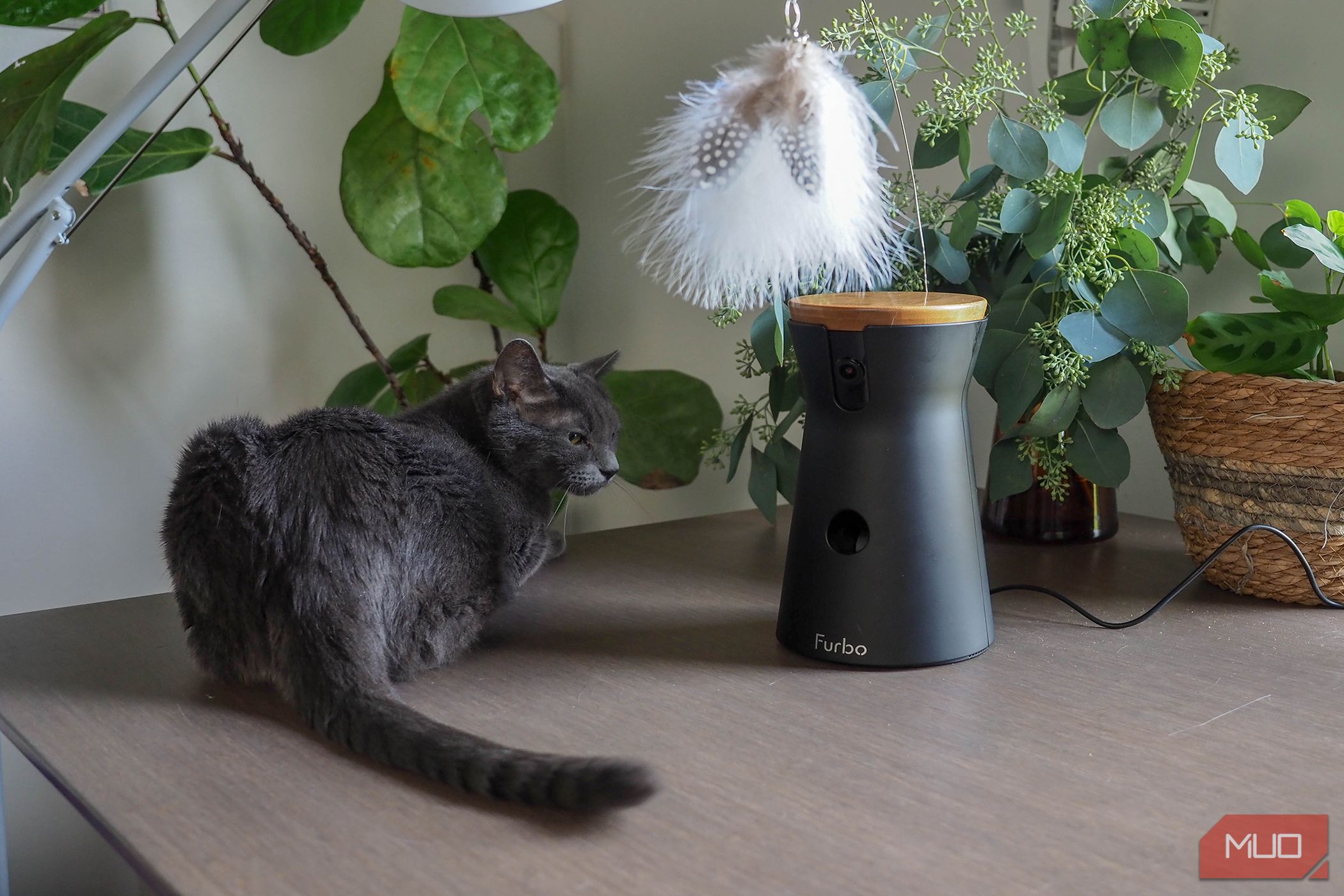 Furbo camera for cats best sale