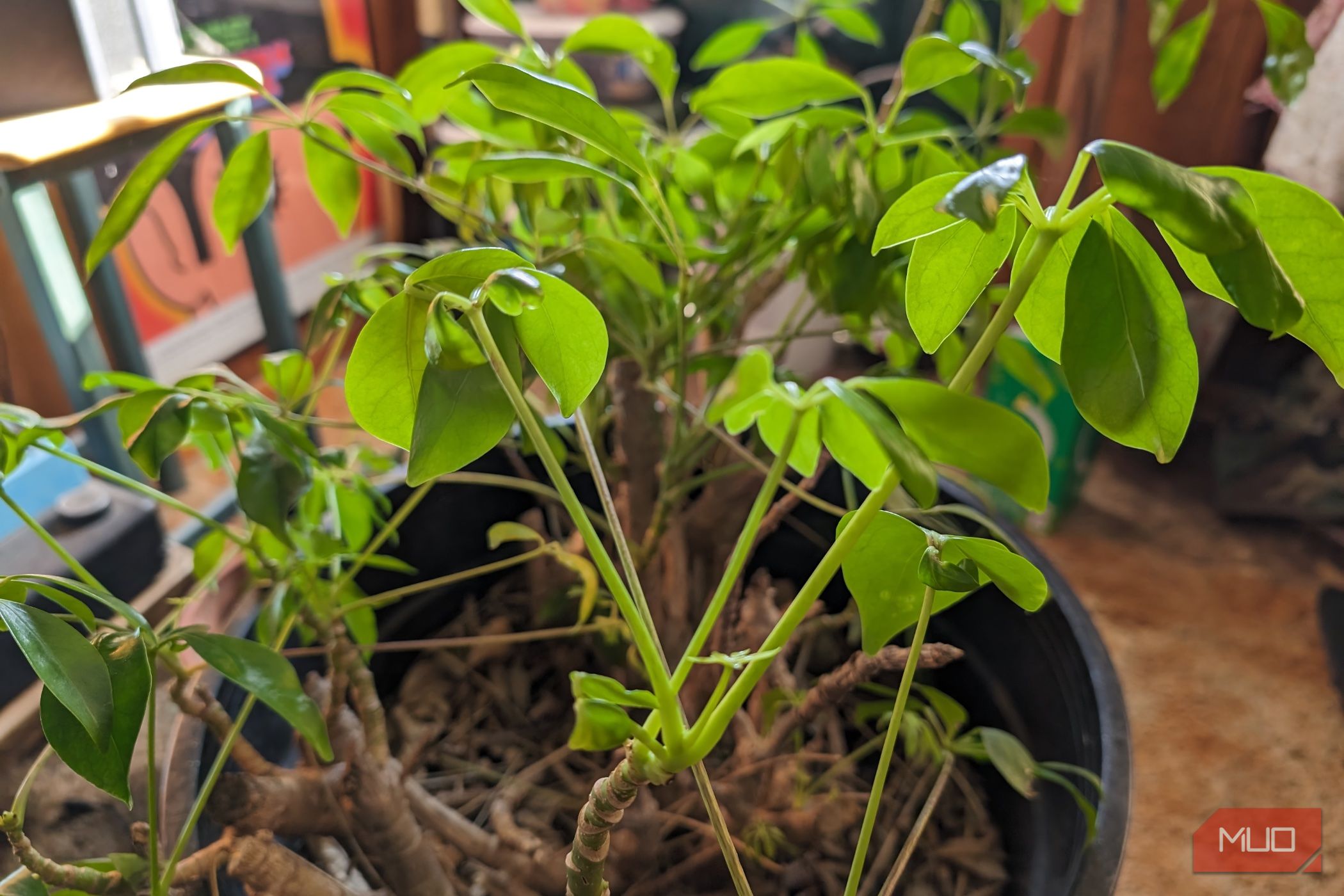 Photo of a plant taken with the Google Pixel 8