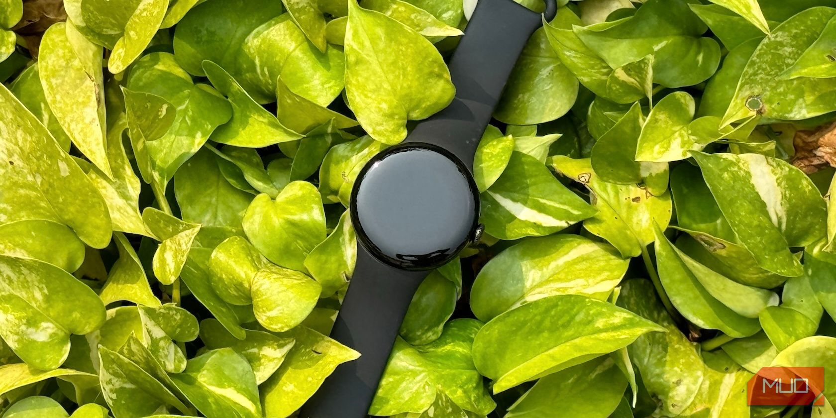 Top shot of a Google Pixel Watch 2 resting on leaves