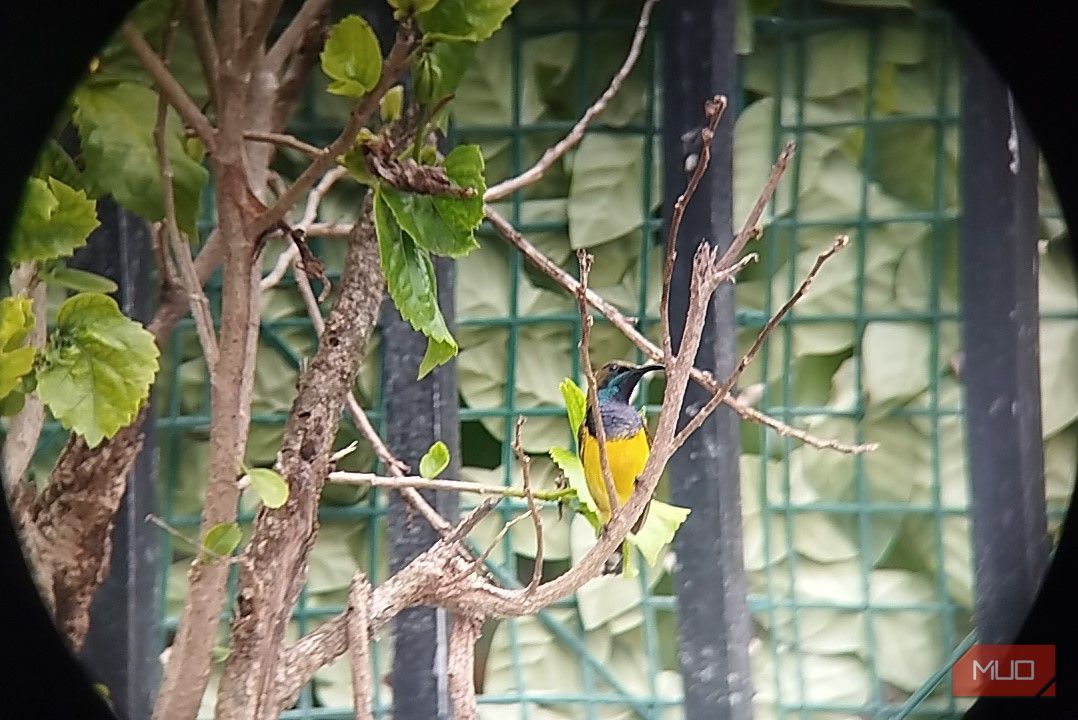 Olive backed sunbird taken with a monocular