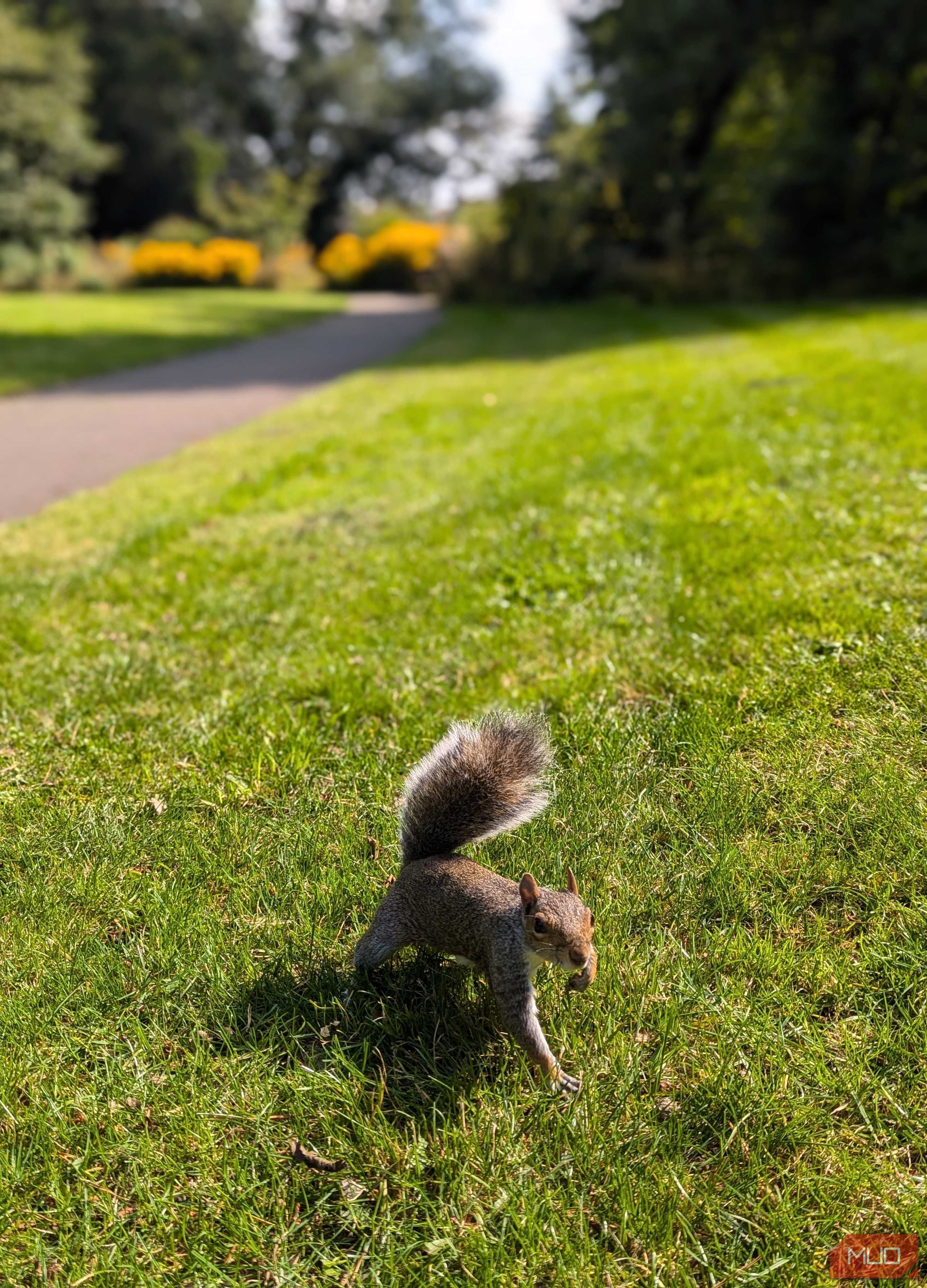 A curious squirrel in the park