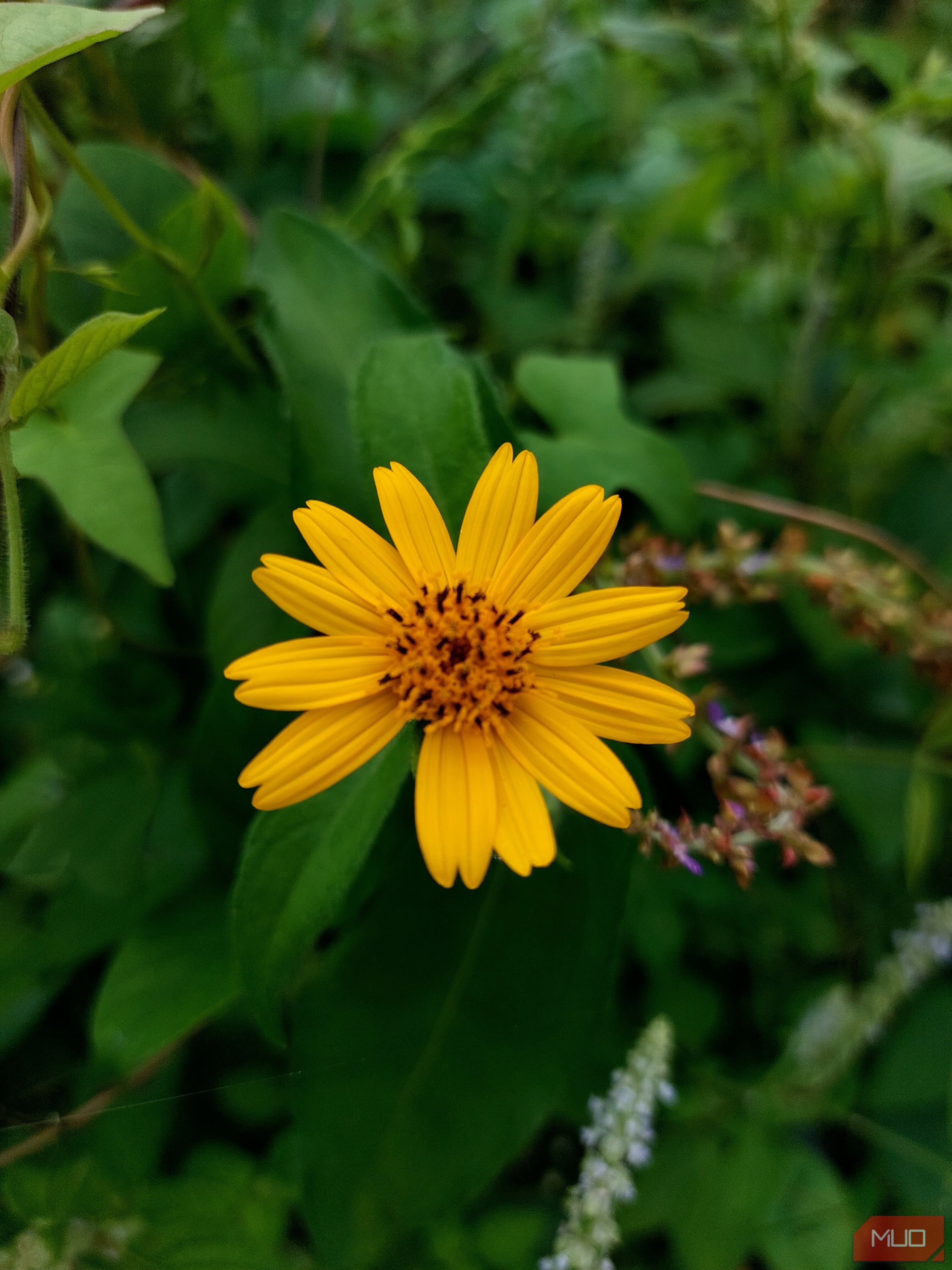 close up image of flower-1