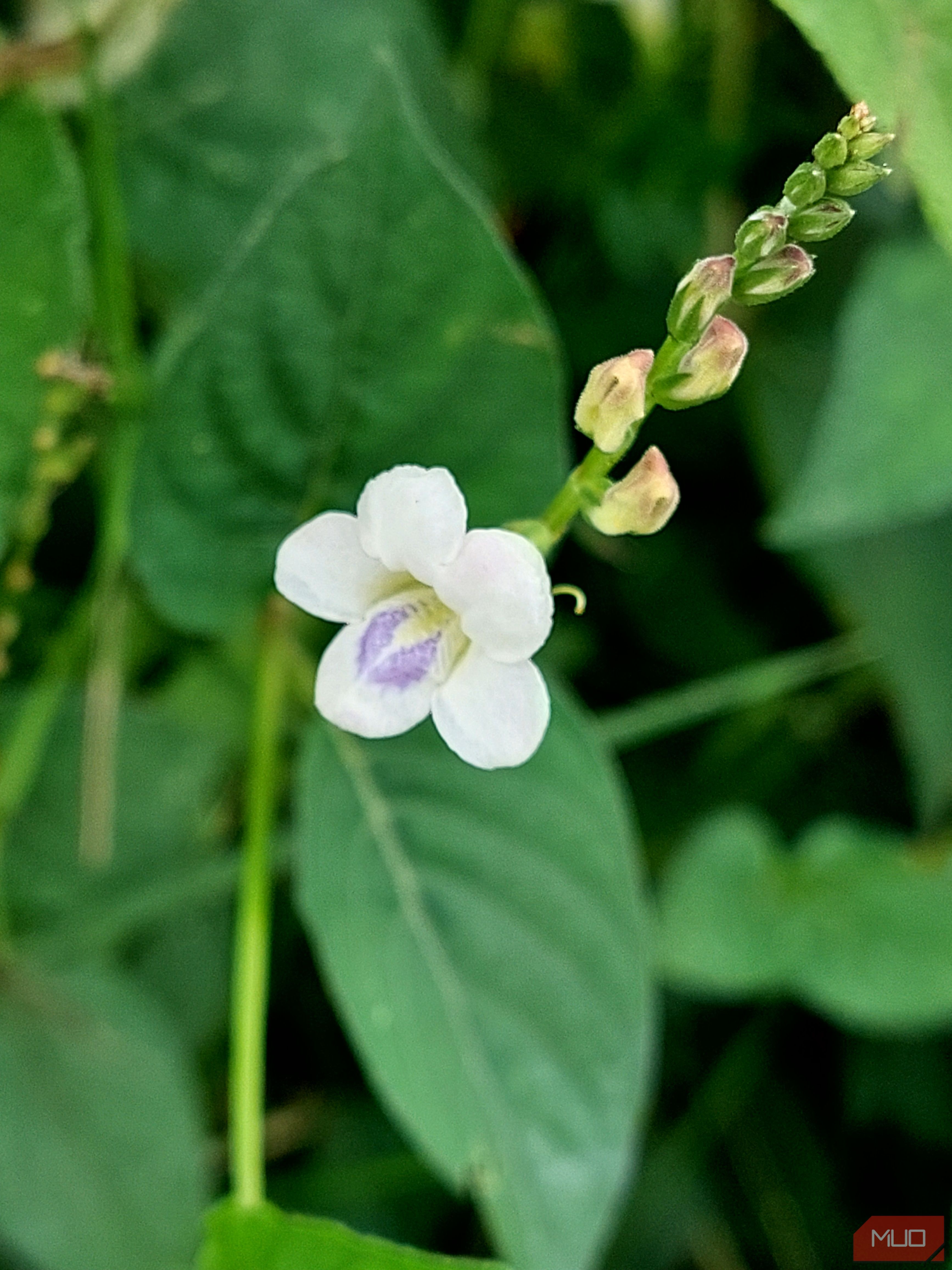 close up image of white flower-2