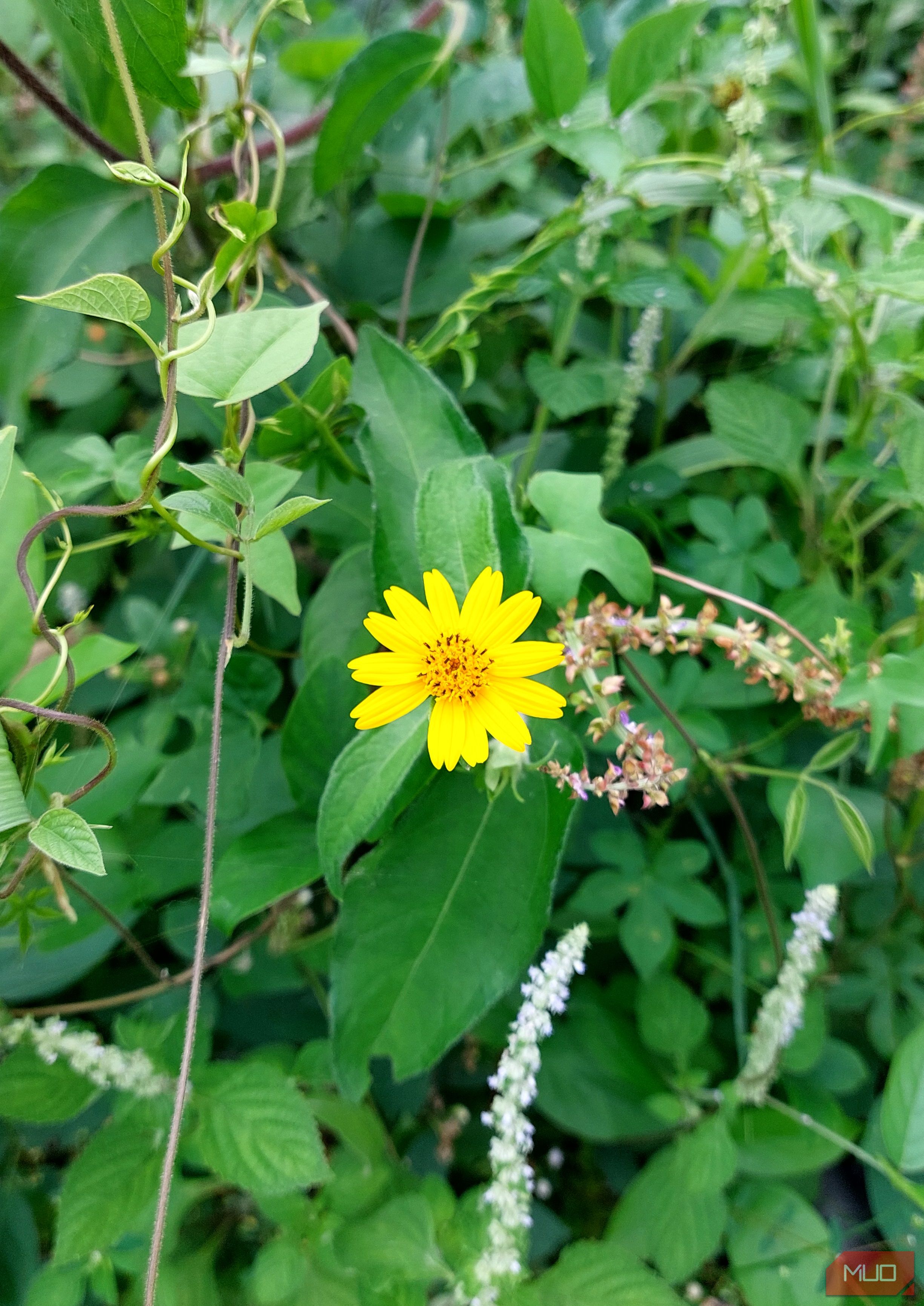 zoomed in image of flower-1