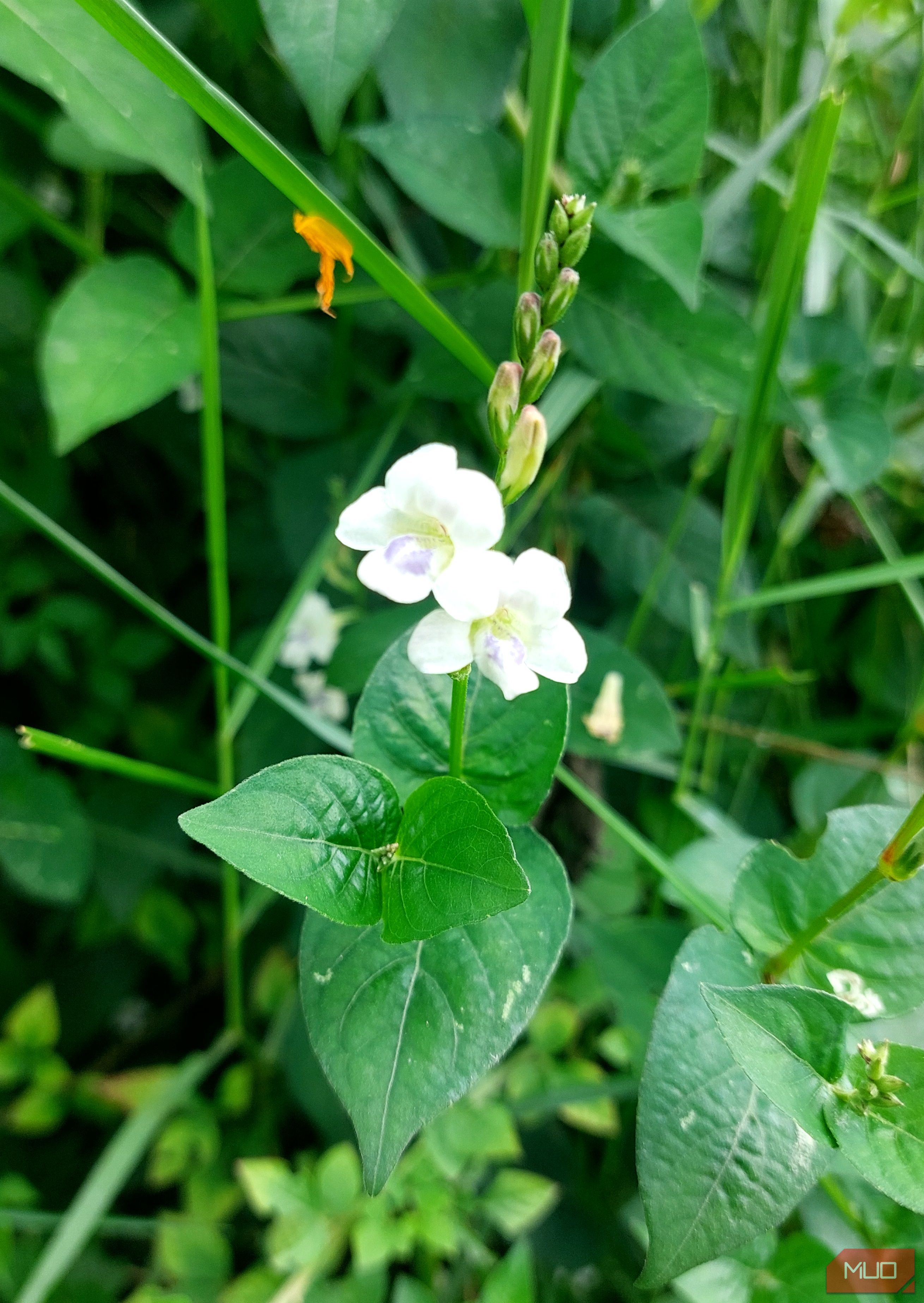 zoomed in image of white flower-2