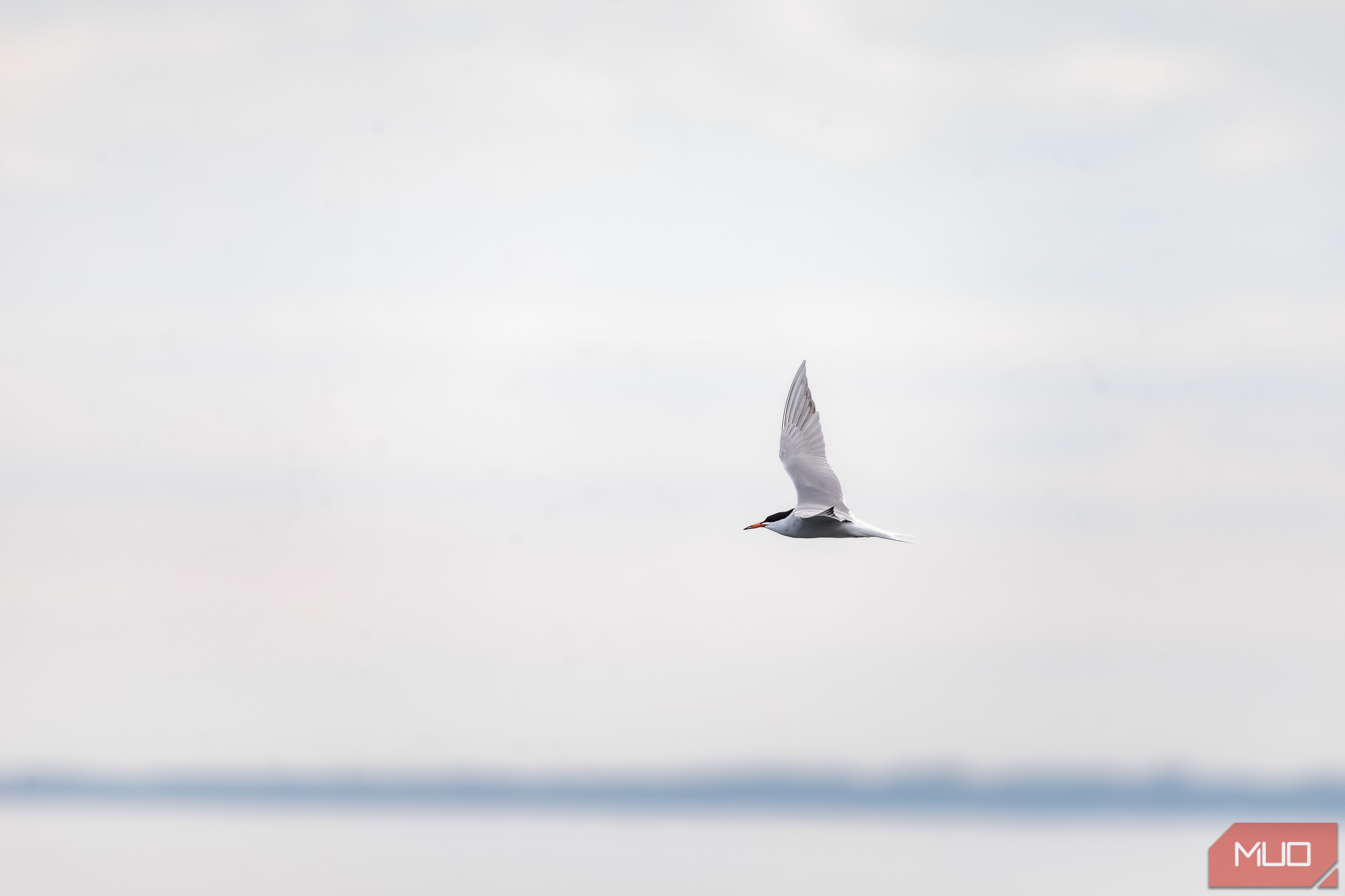 Common Tern-Edit