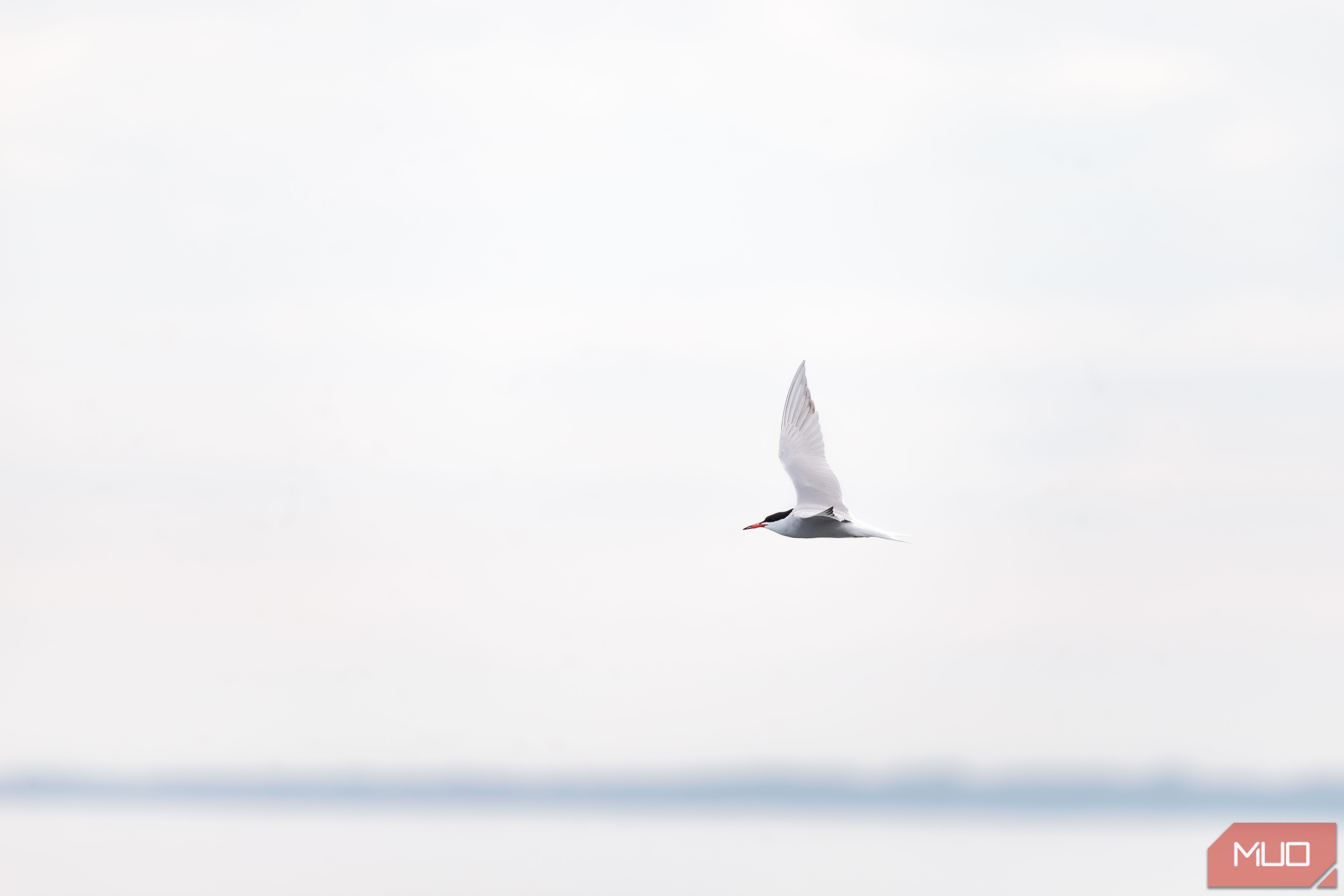 Common tern flying in a blurred background