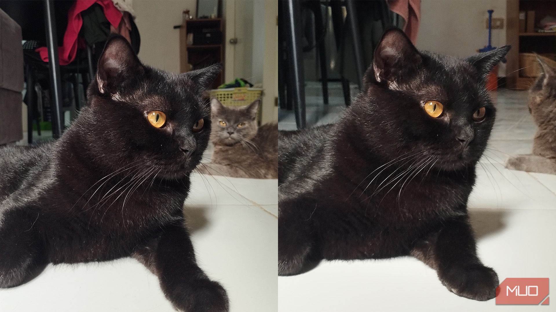 Cat portrait zoom comparison