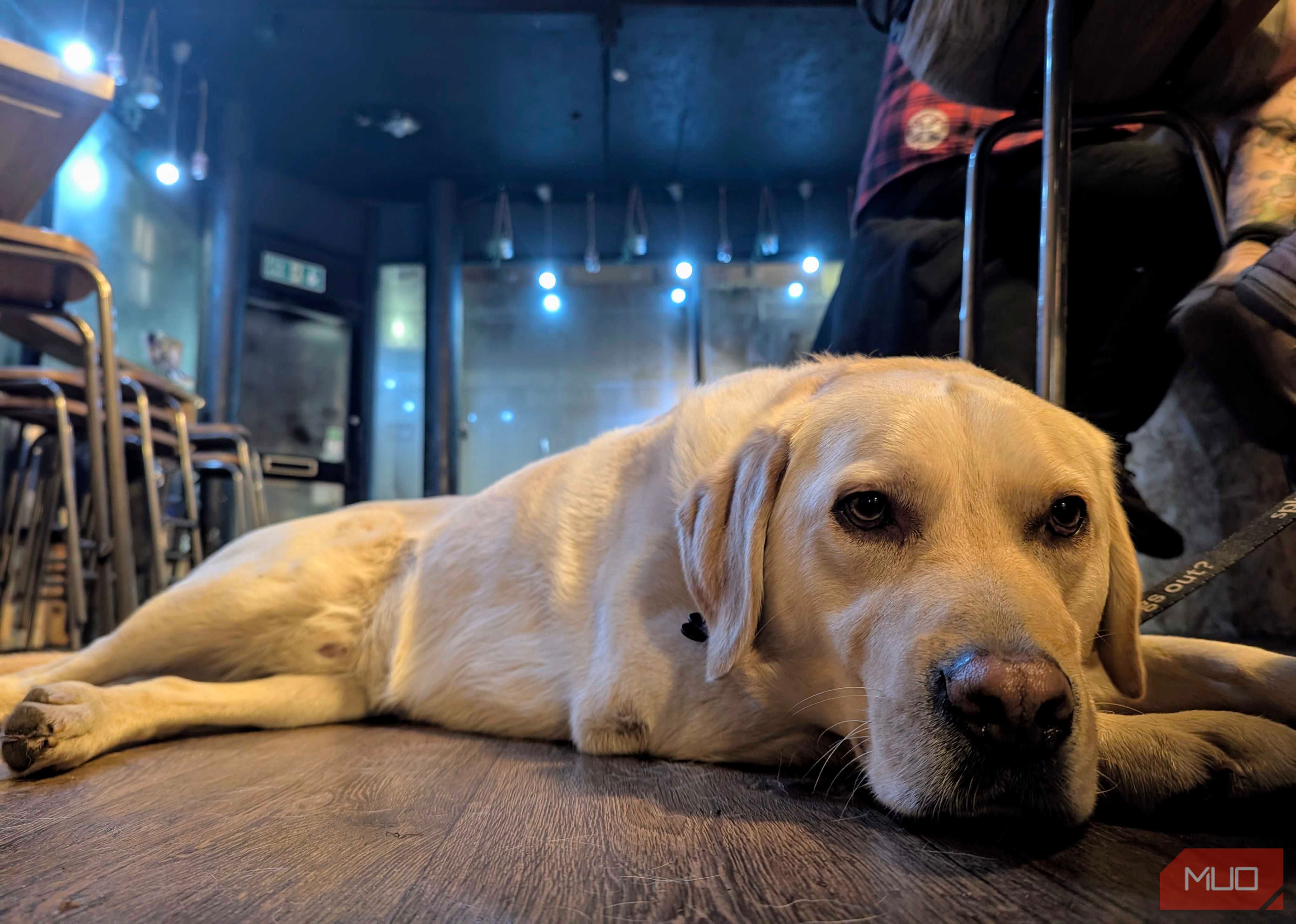 A low-angle shot of a cute dog