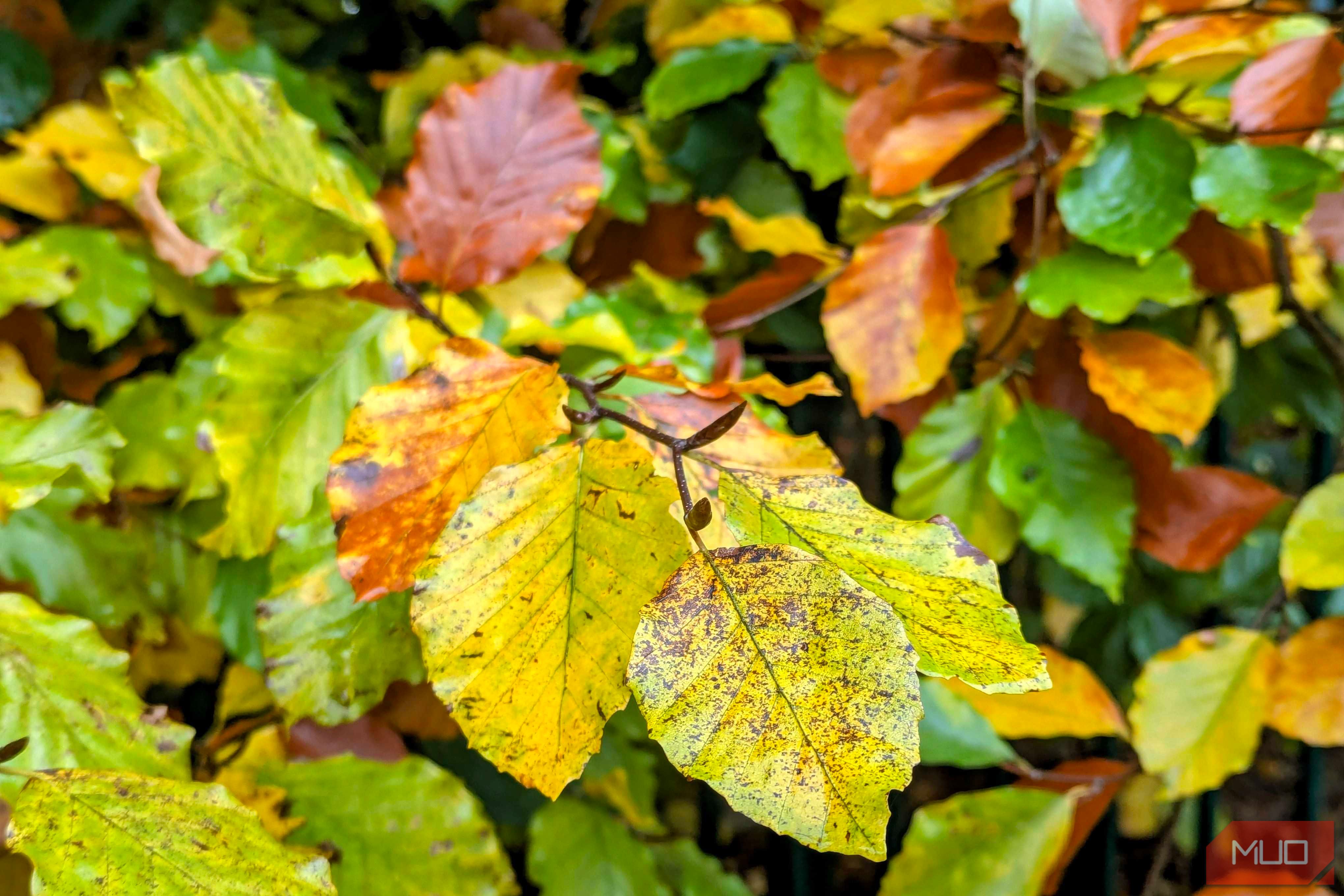 rainy-day-photos-leaves.jpg