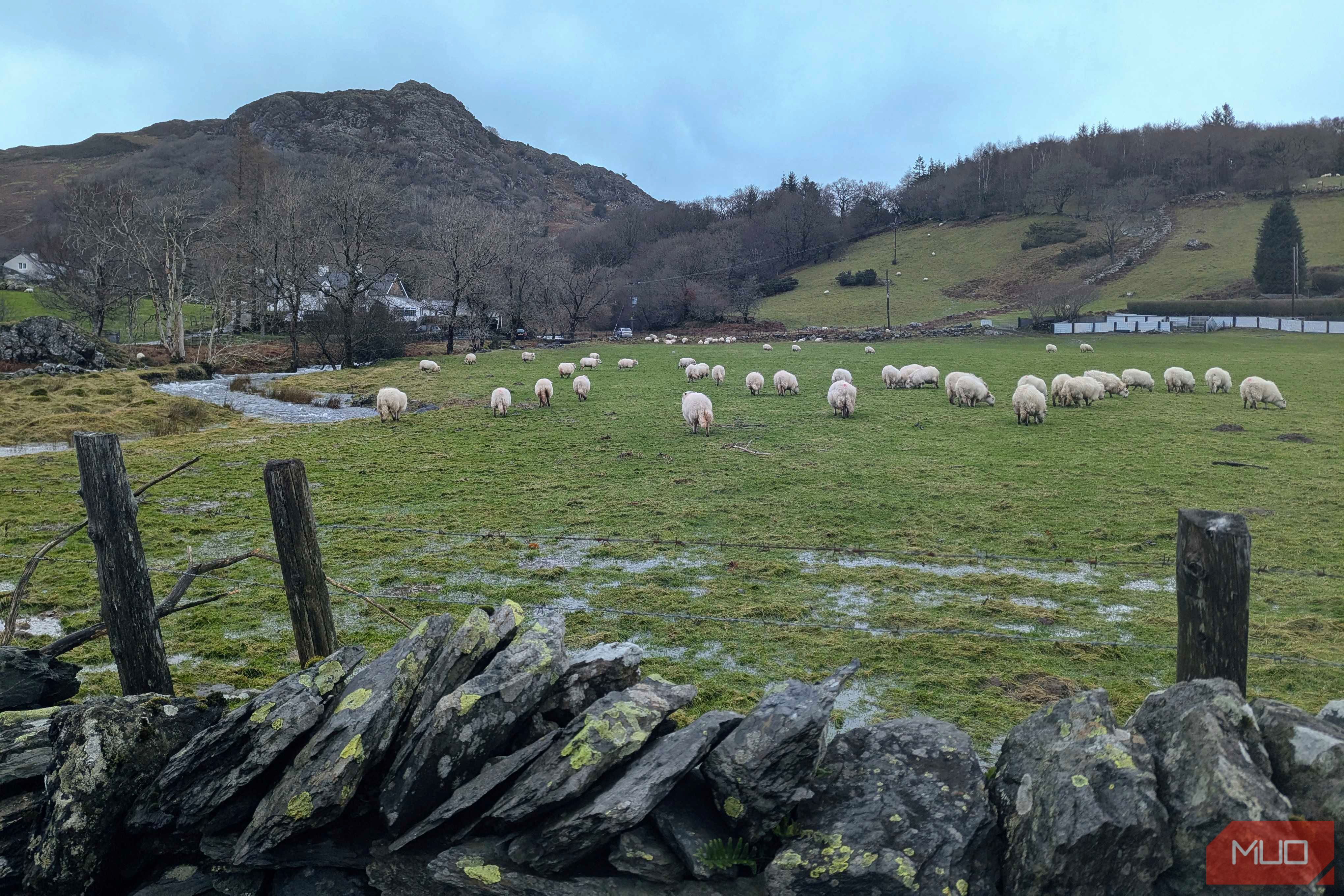 rainy-day-photos-sheep.jpg